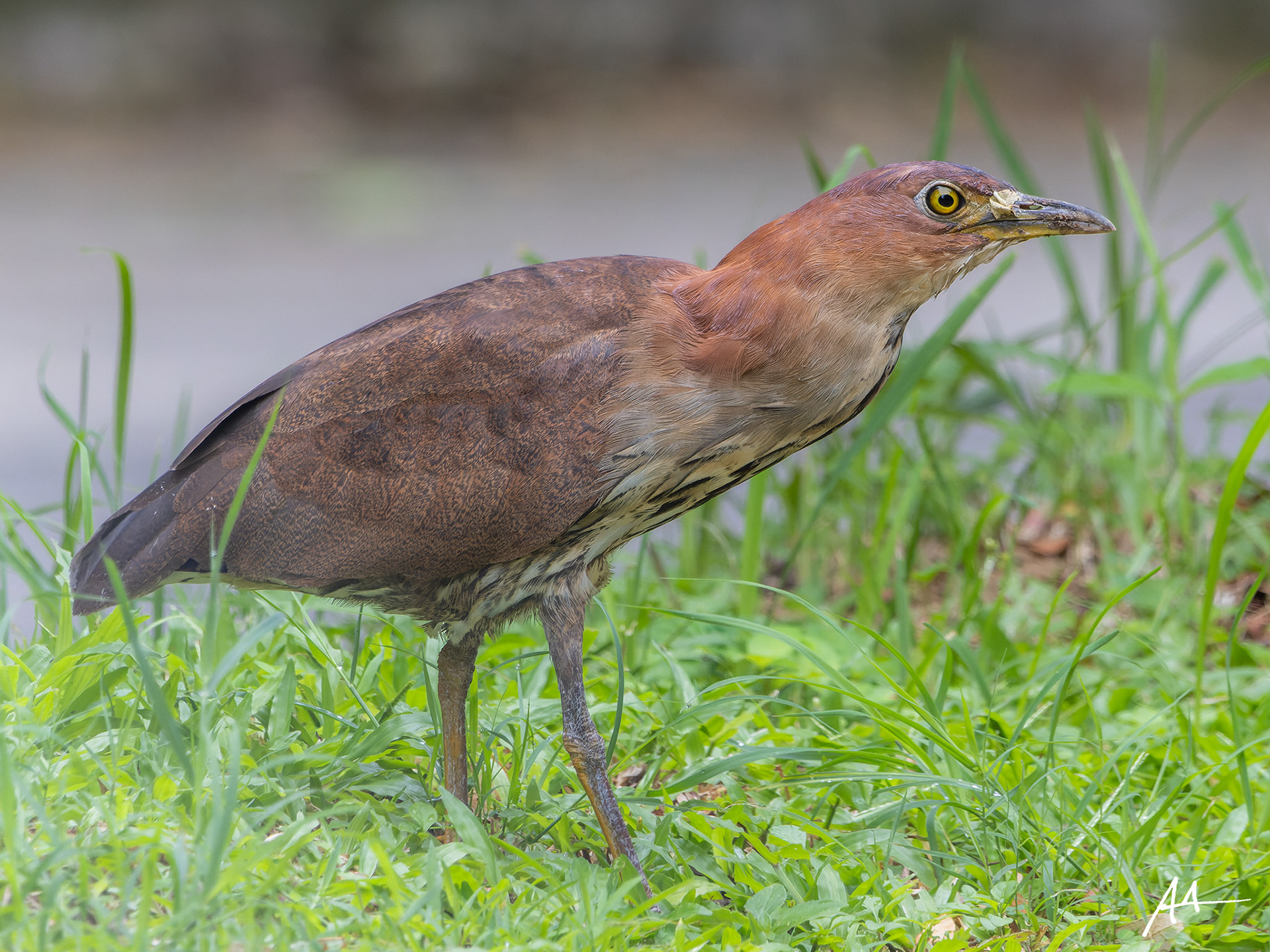 Japanese Night Heron