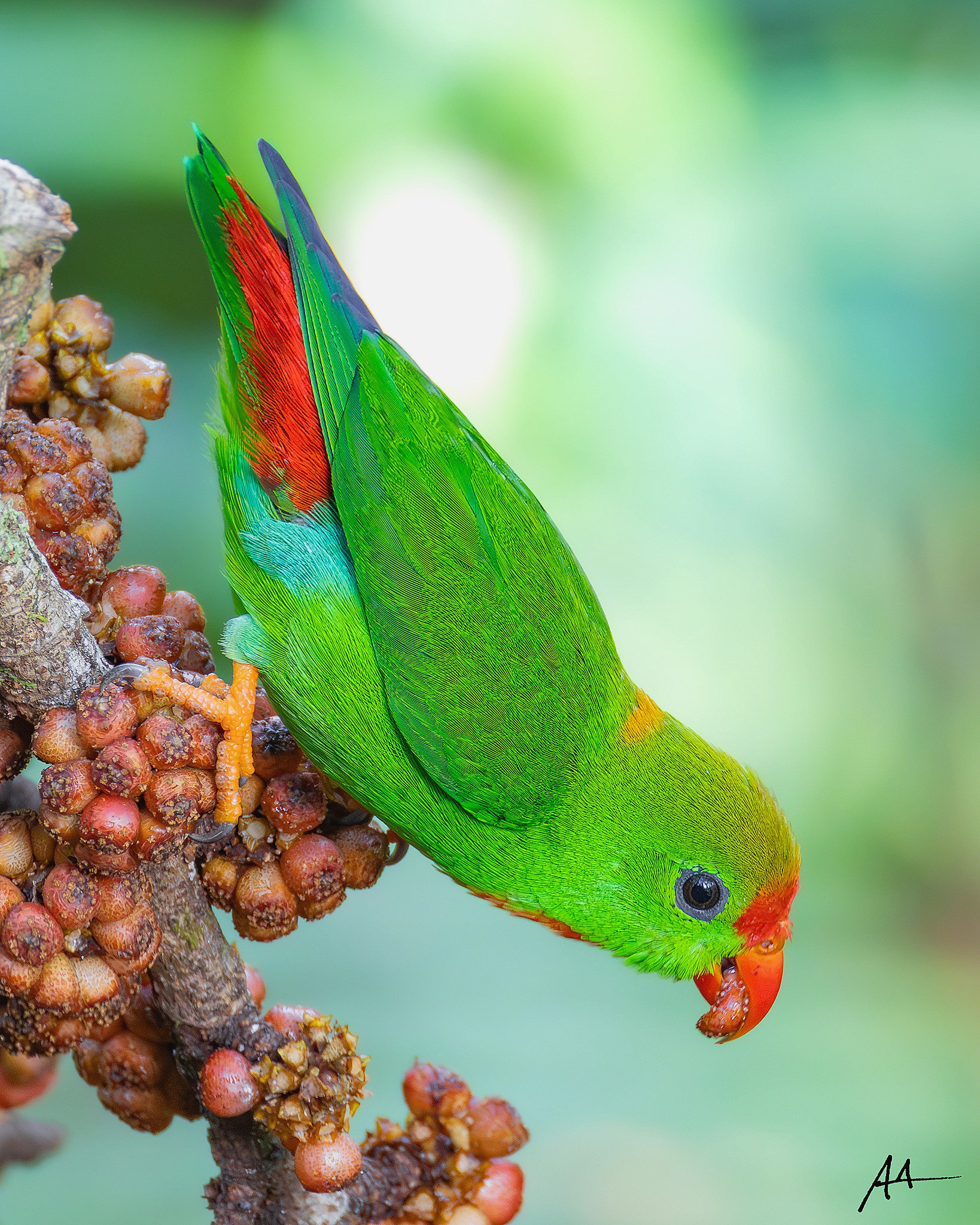 Philippine Hanging Parrot