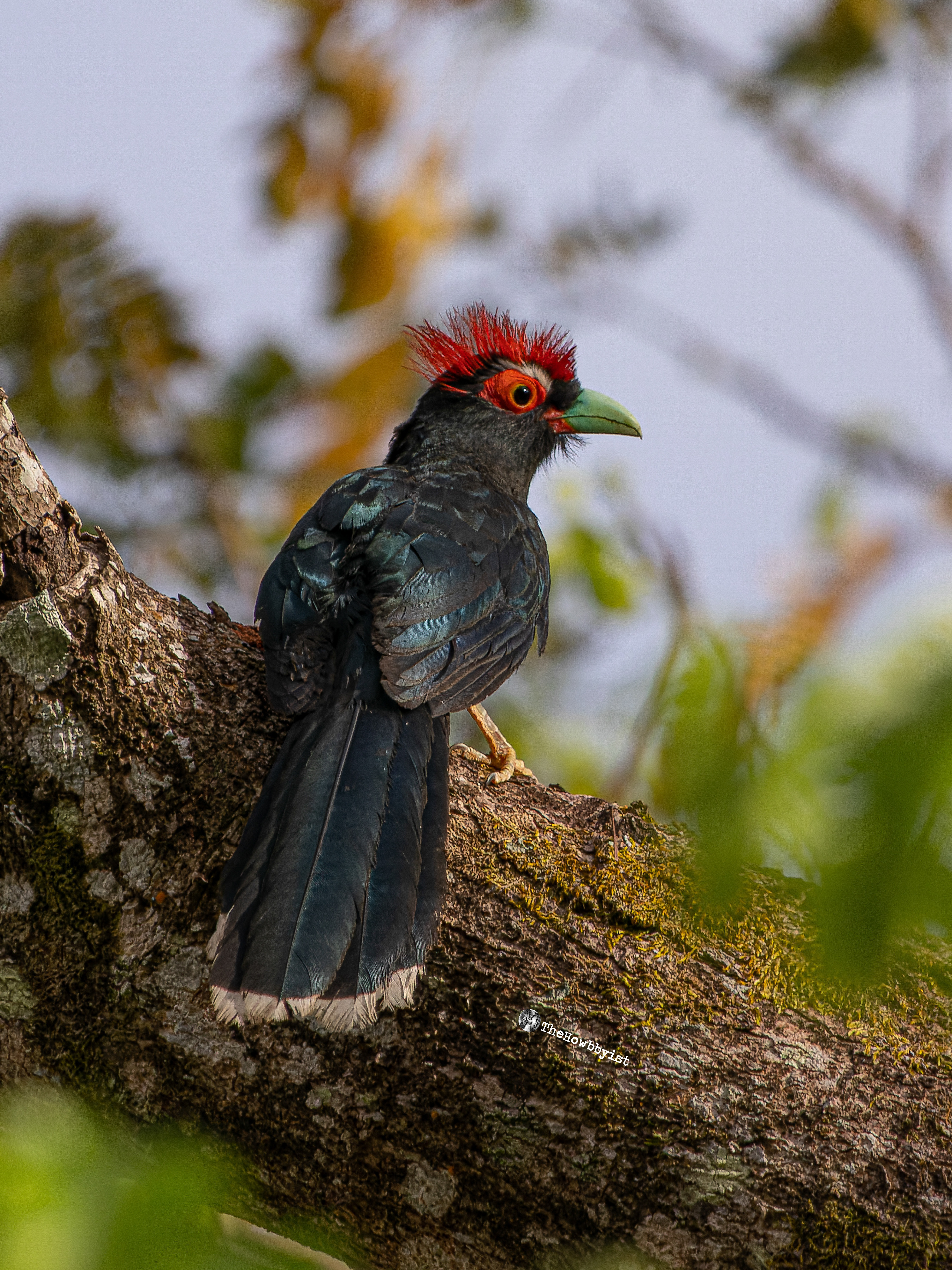 Rough-crested Malkoha