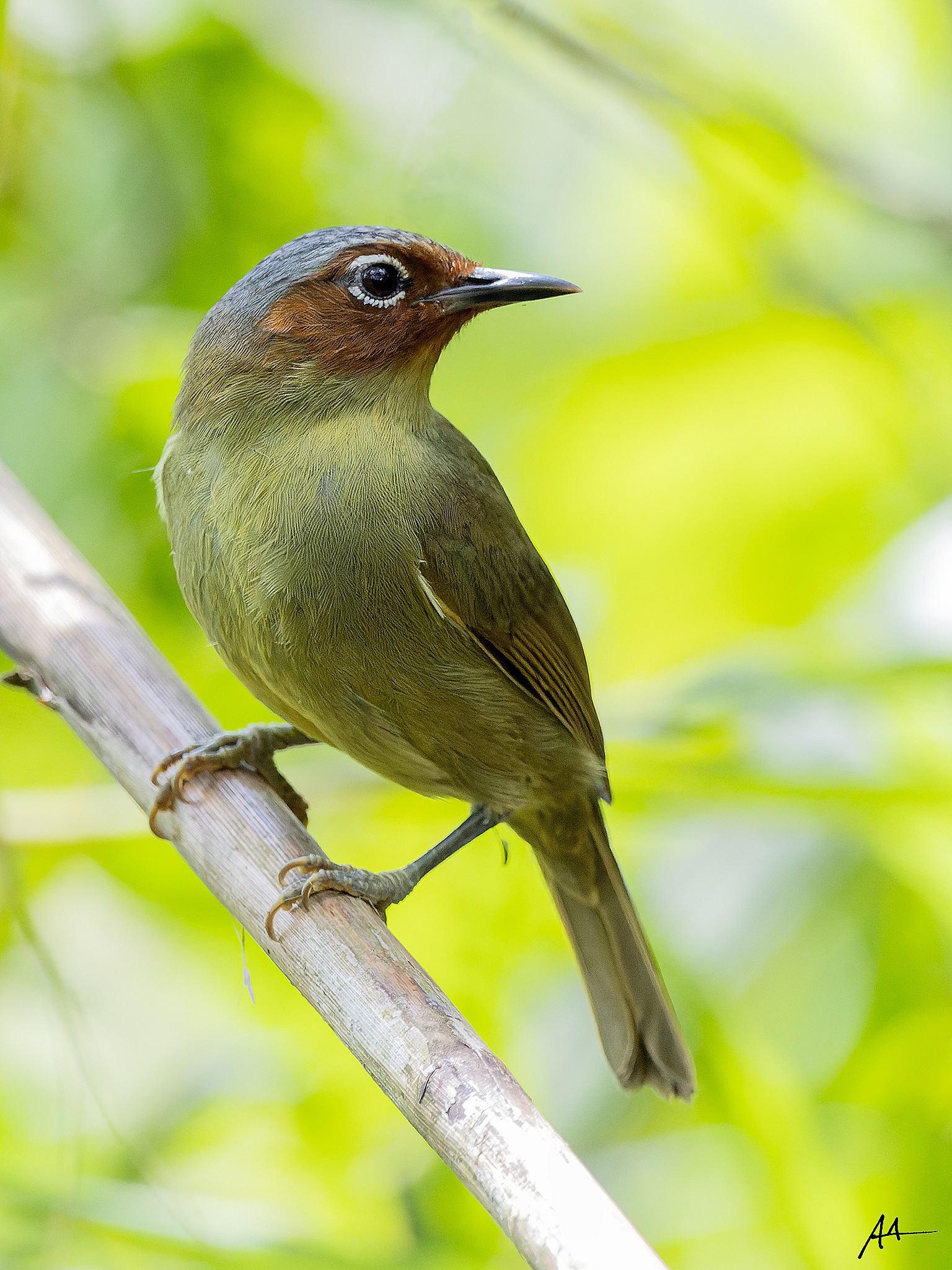 Chestnut-faced Babbler