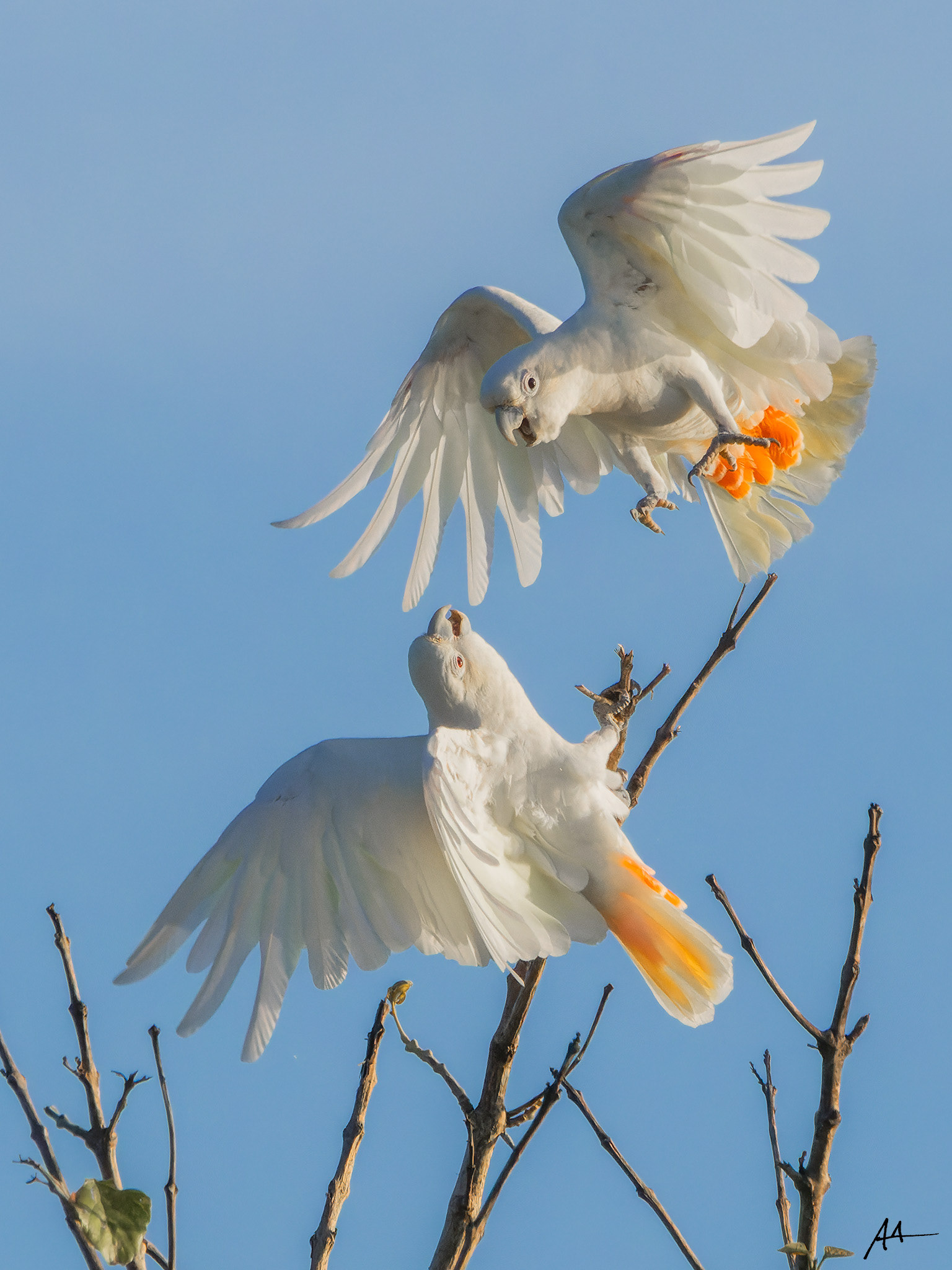 Philippine Cockatoo (Pair)