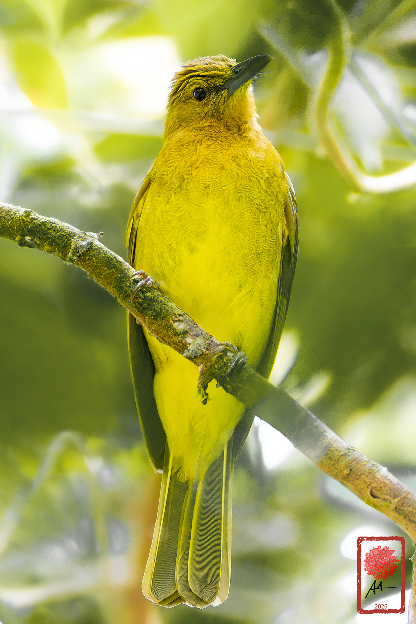 Yellowish Bulbul