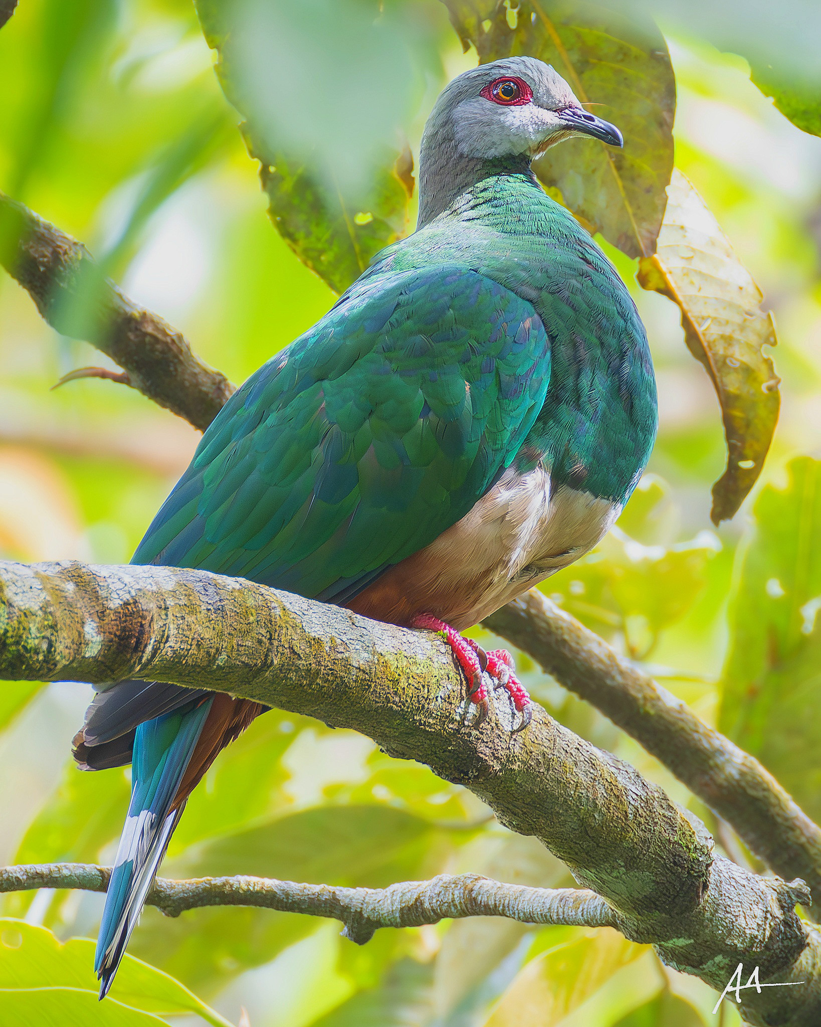 Pink-bellied Imperial Pigeon