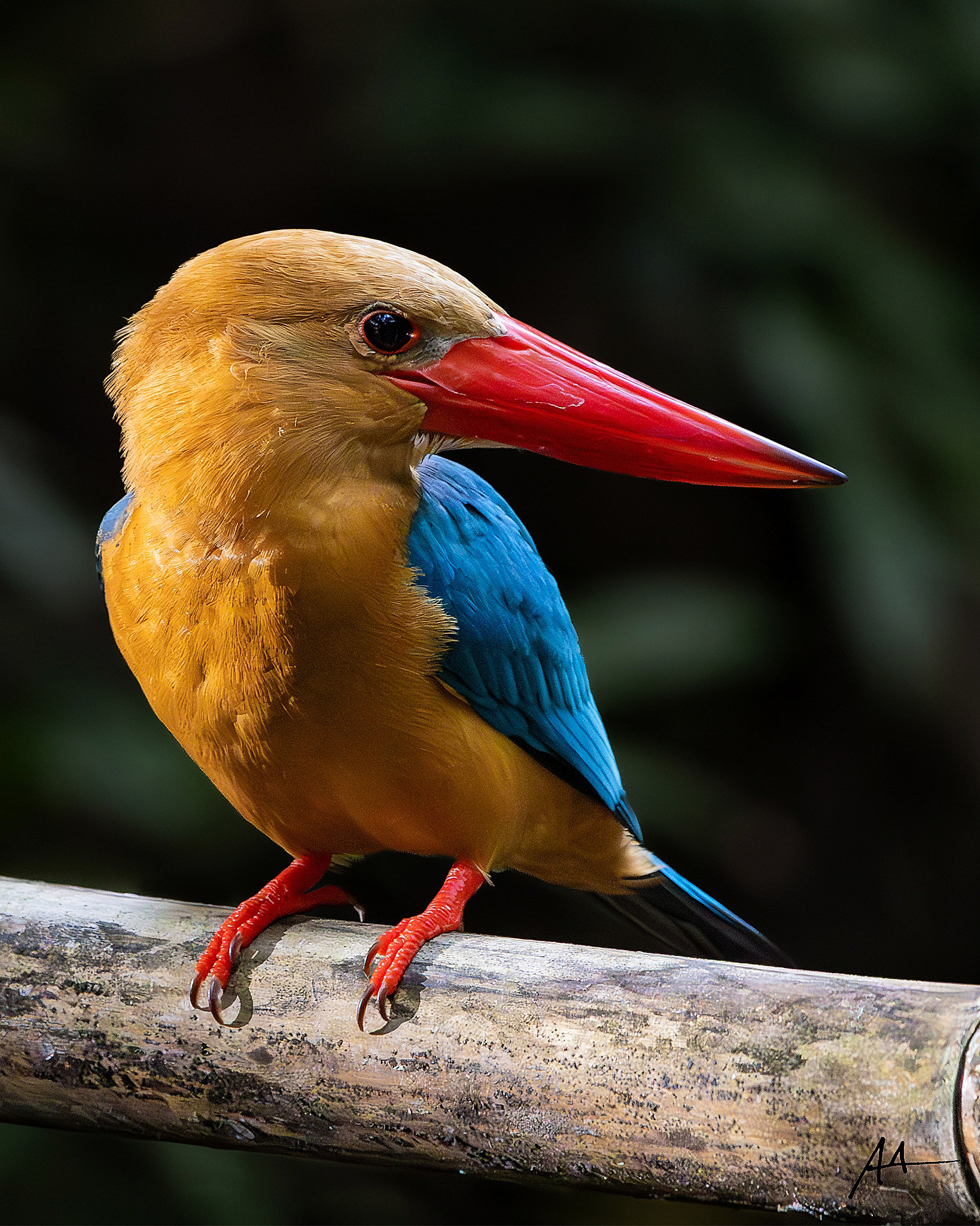 Stork-billed Kingfisher