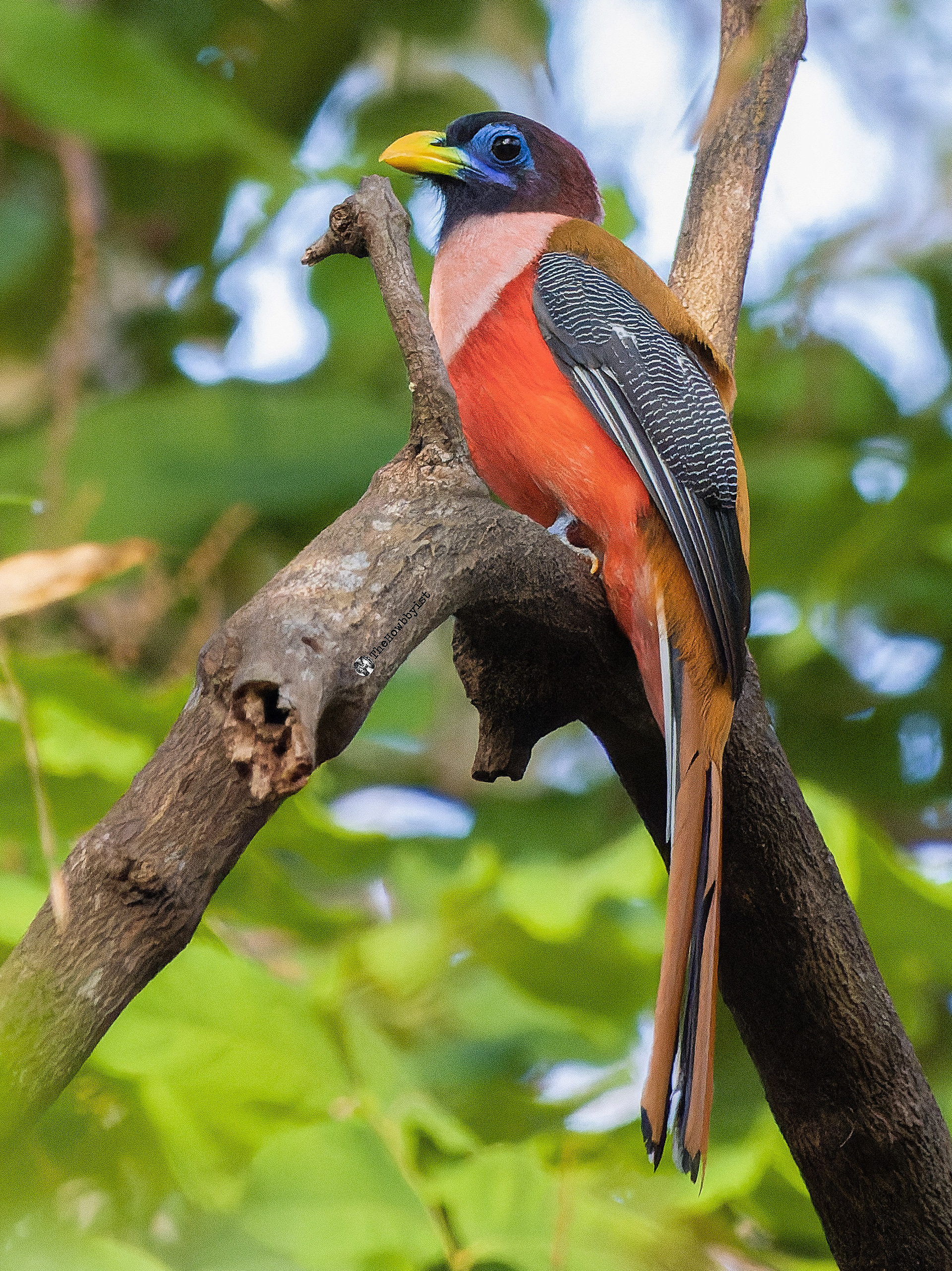 Philippine Trogon (Male)