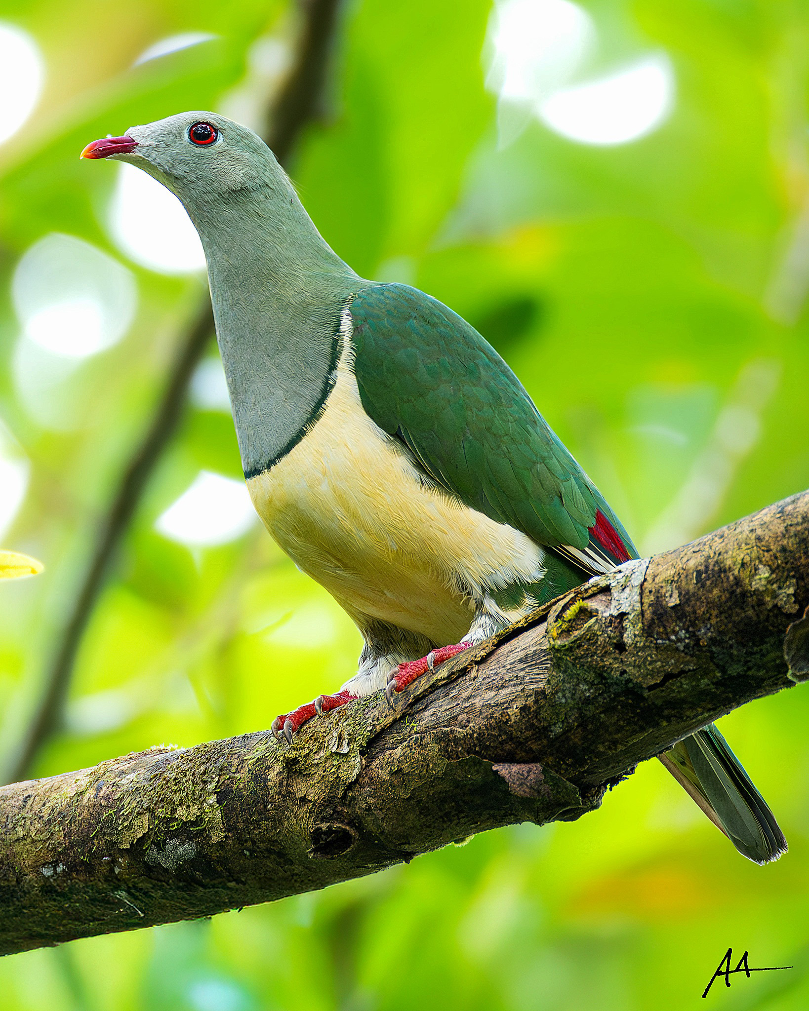 Cream-breasted Fruit Dove