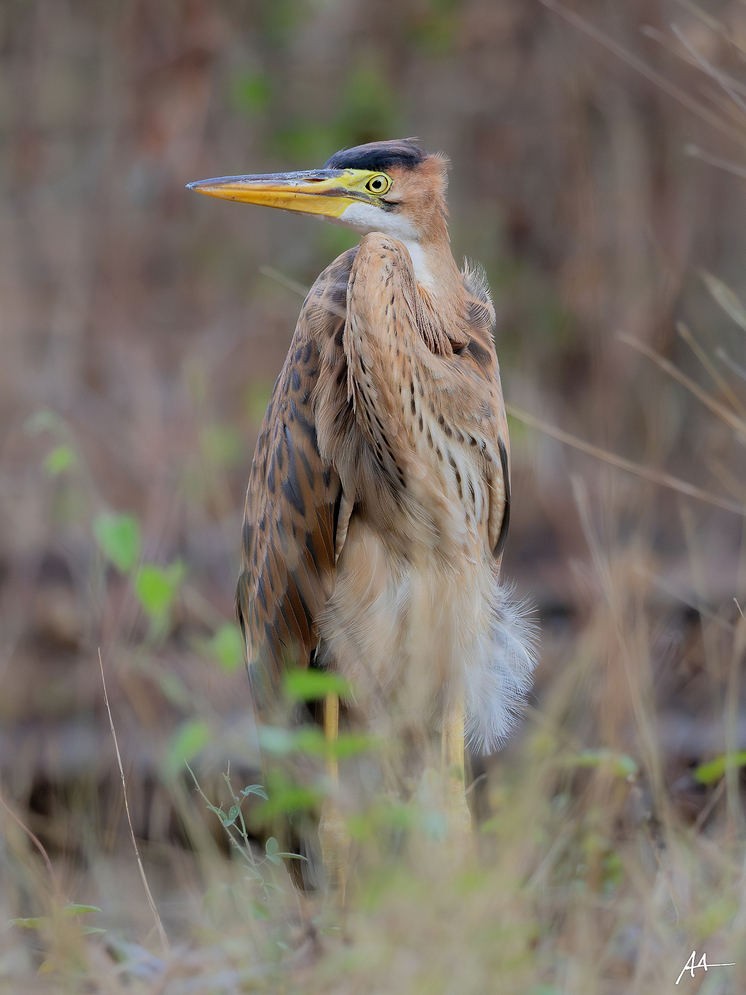 Purple Heron