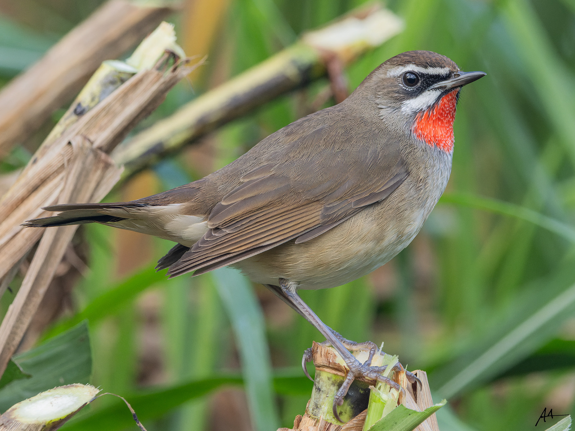 Siberian Rubythroat