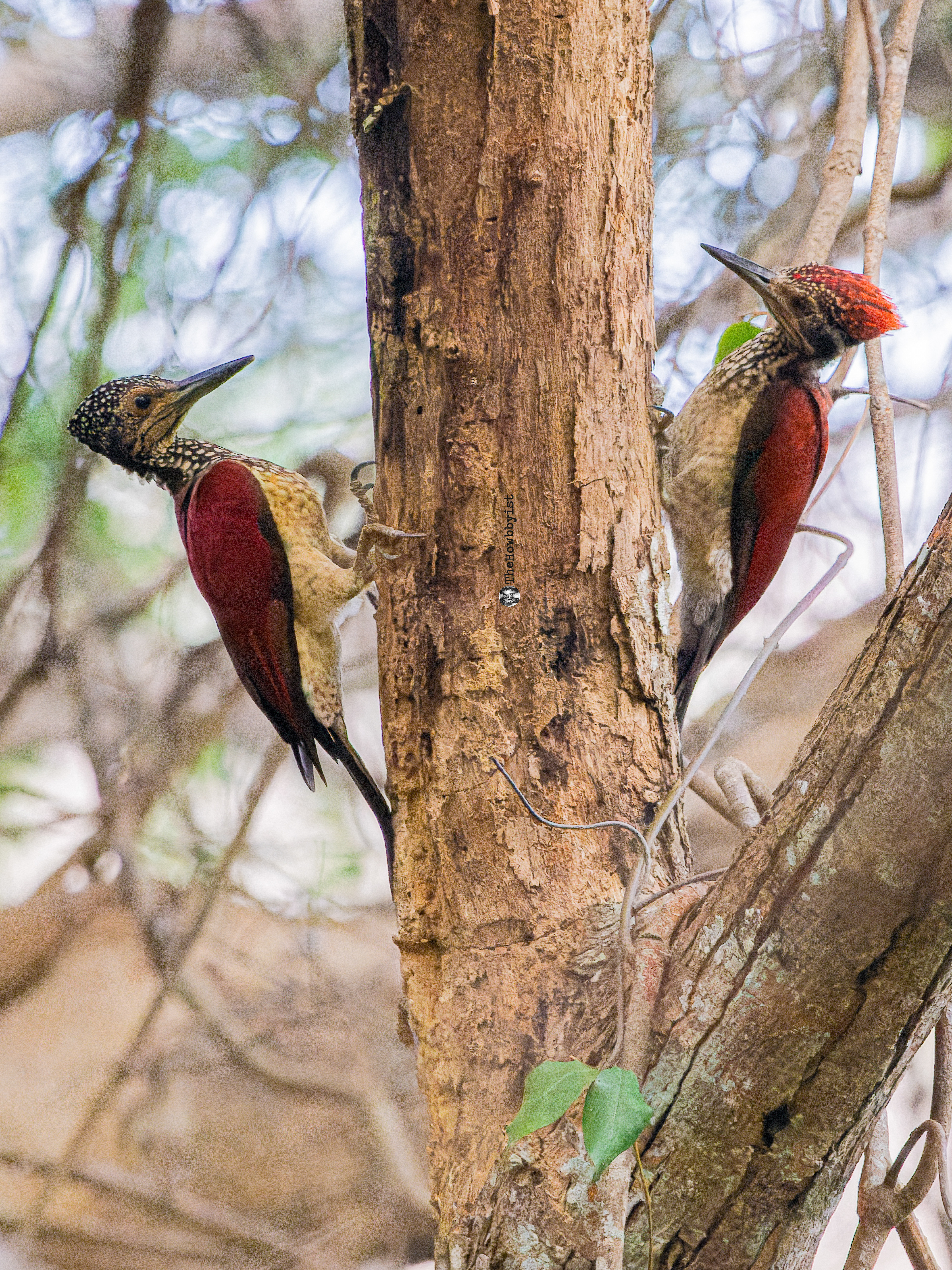 Luzon Flameback (Pair)