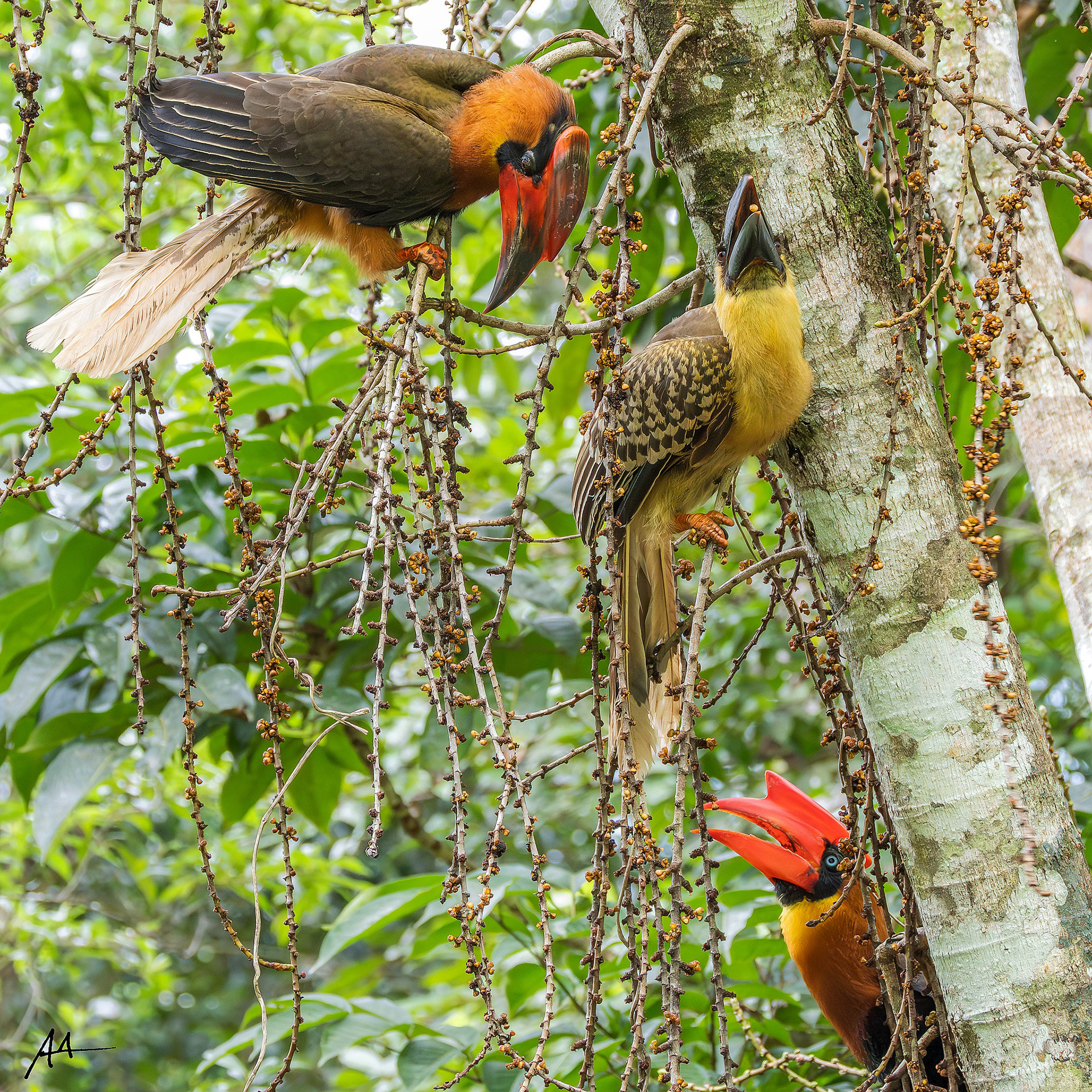 Northern Rufous Hornbill