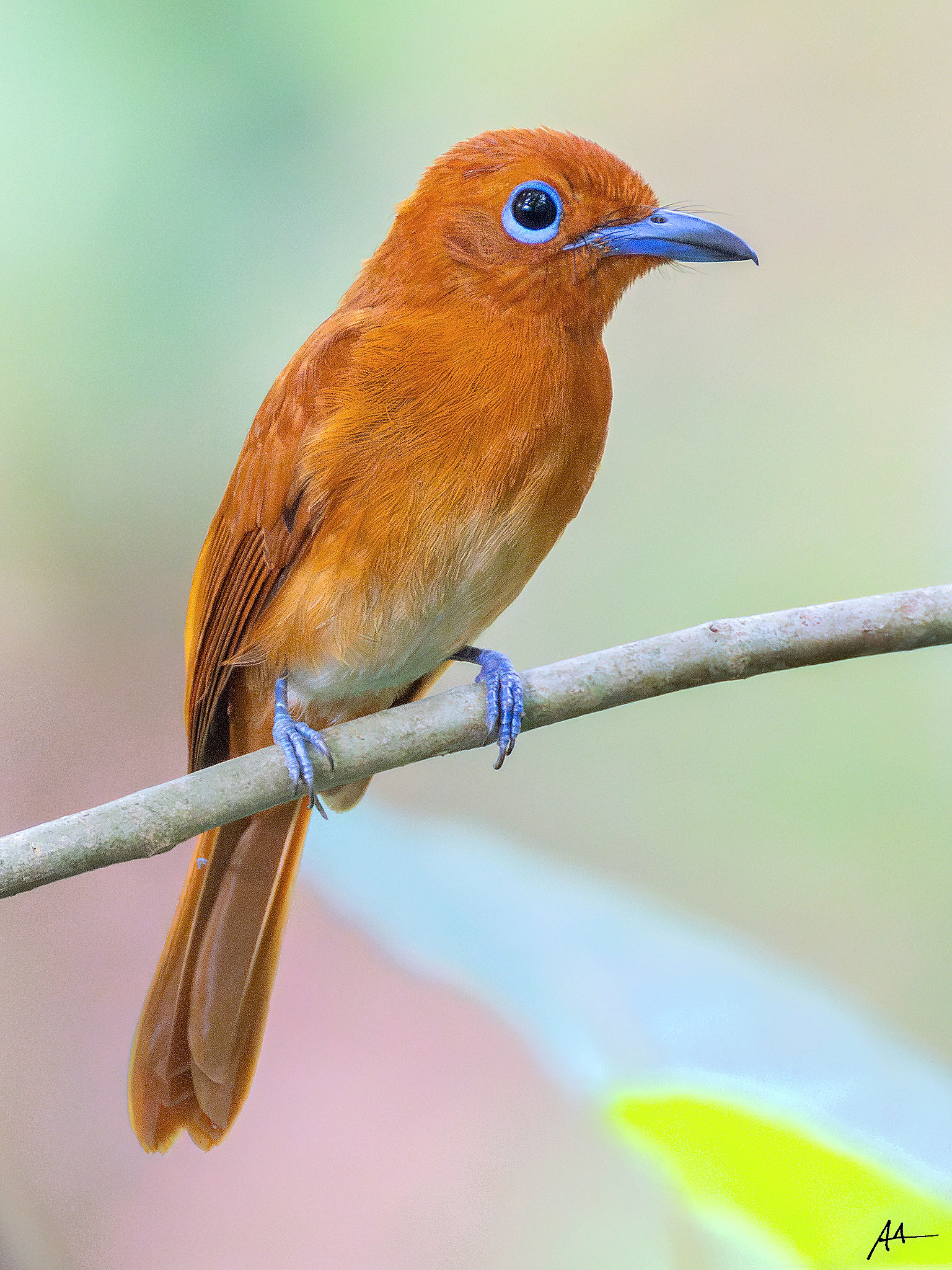 Rufous Paradise Flycatcher