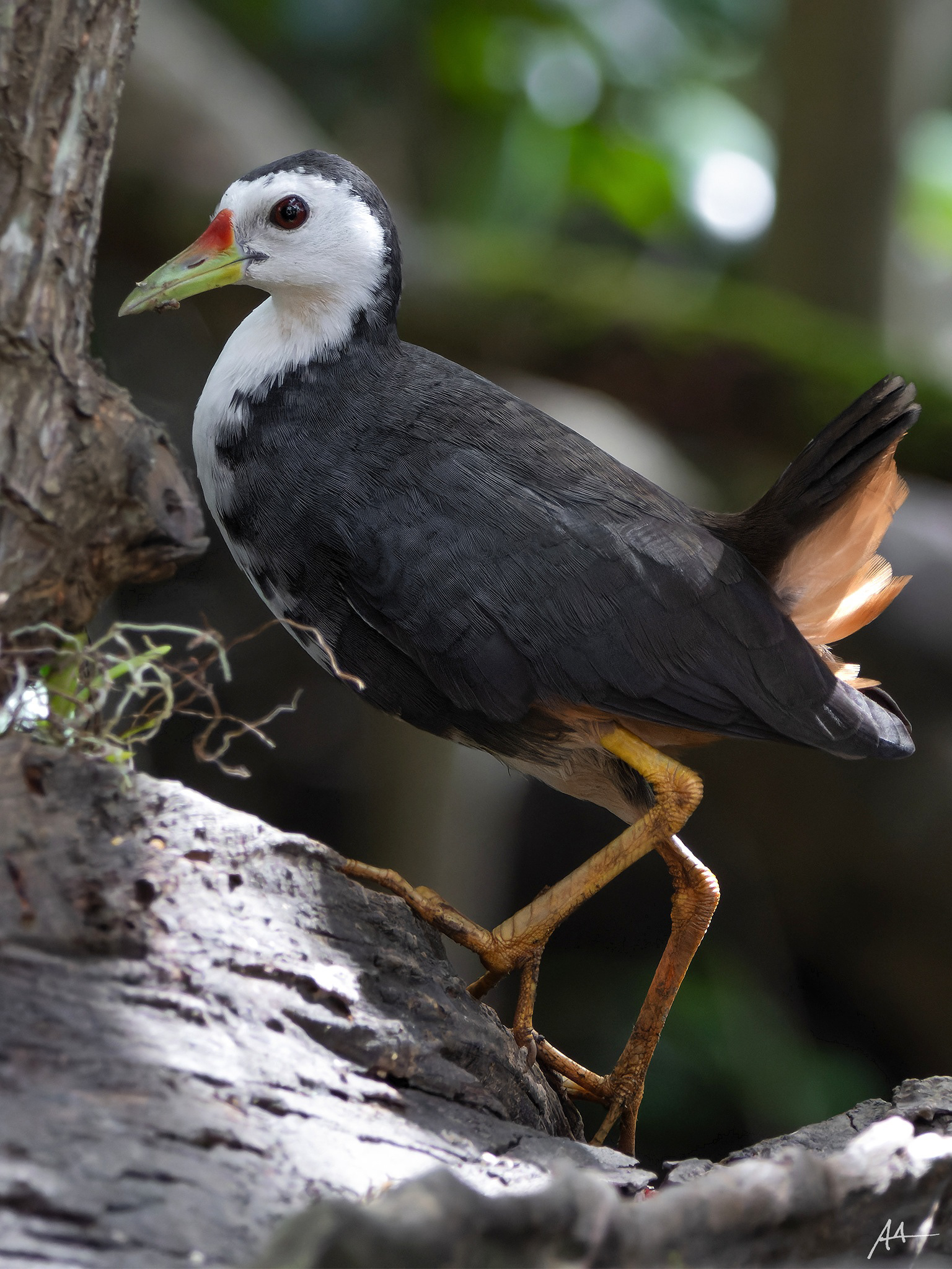 White-breasted Waterhen | January 2024 | Puerto Princesa, Palawan