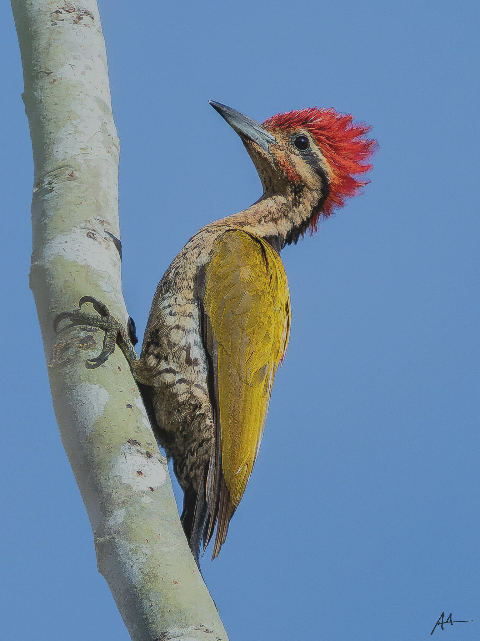 Spot-throated Flameback | May 2024 | Coron, Palawan