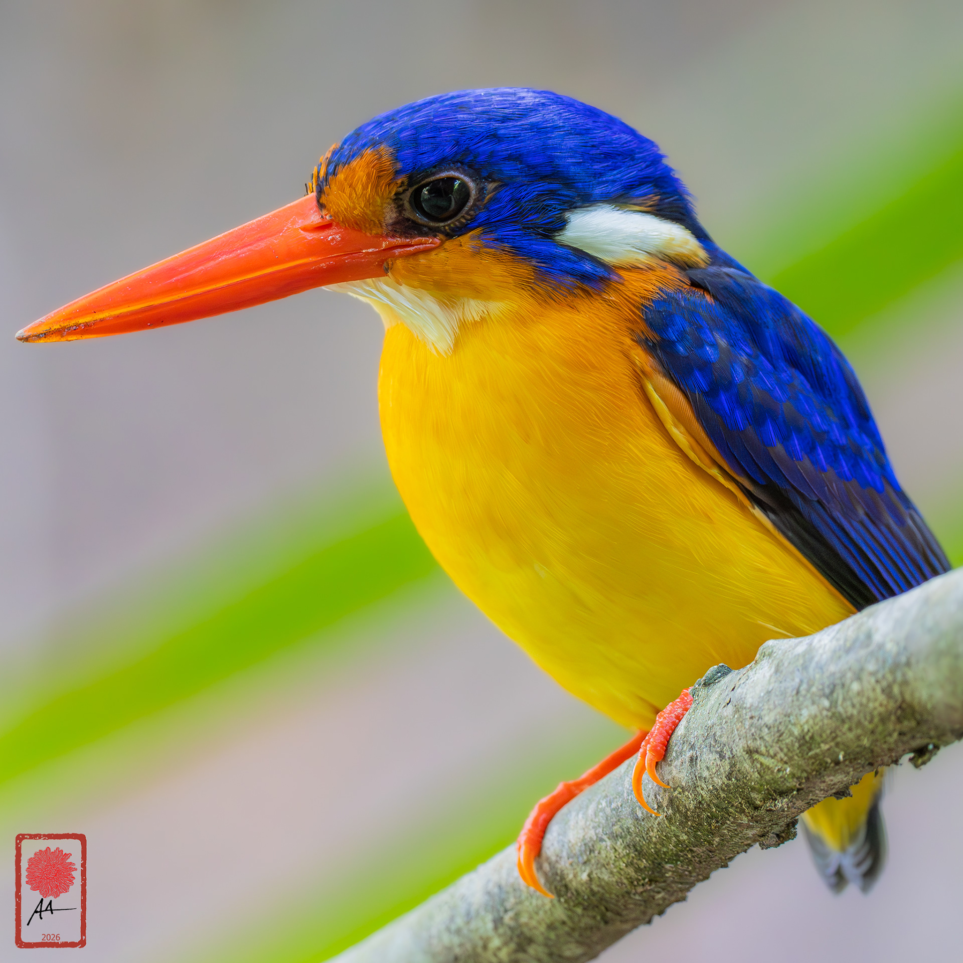 Dimorphic Dwarf Kingfisher