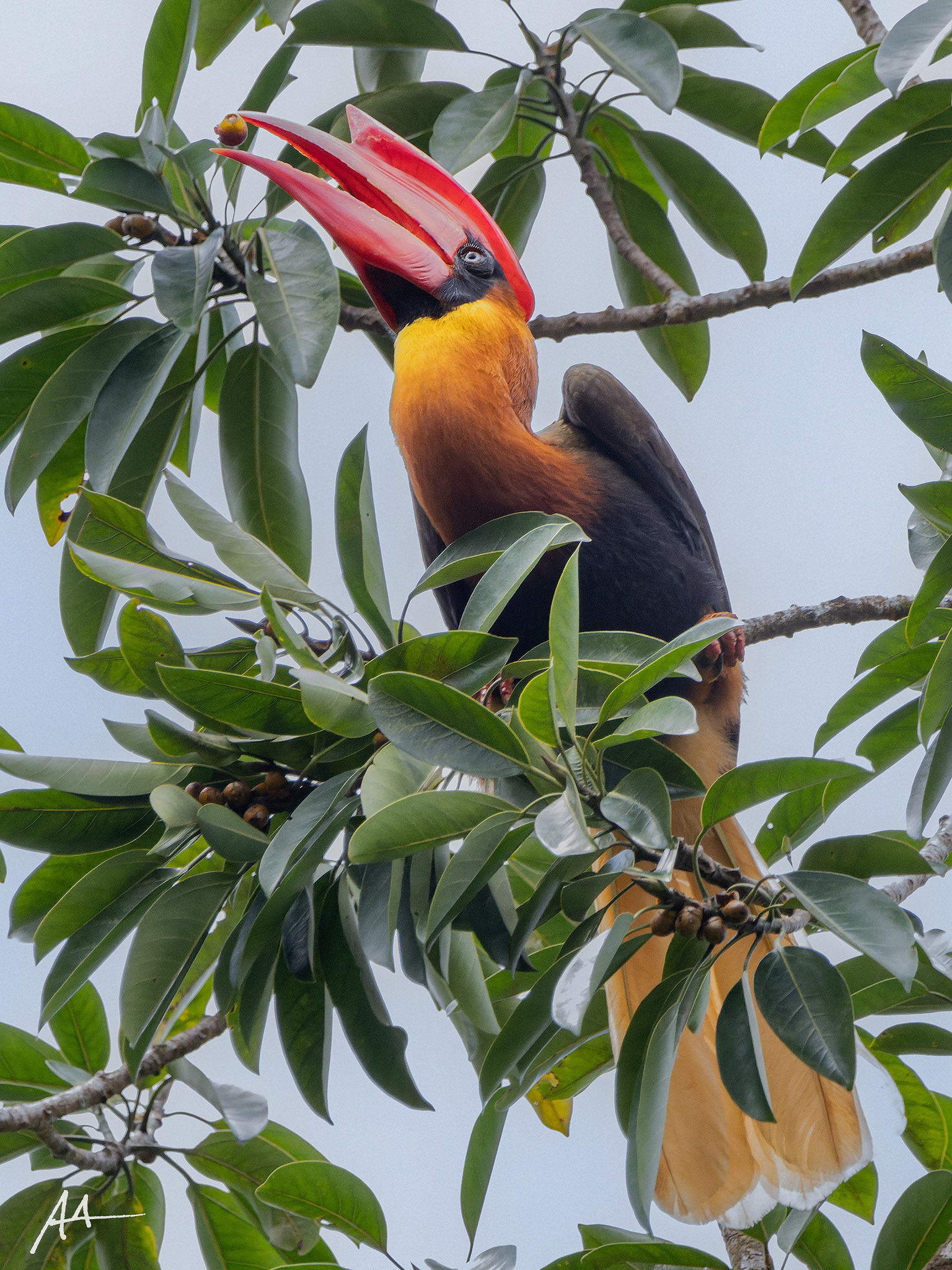 Northern Rufous Hornbill
