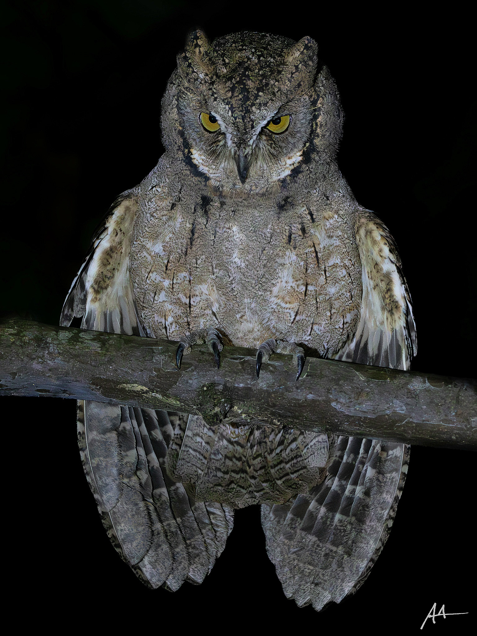 Mantanani Scops Owl