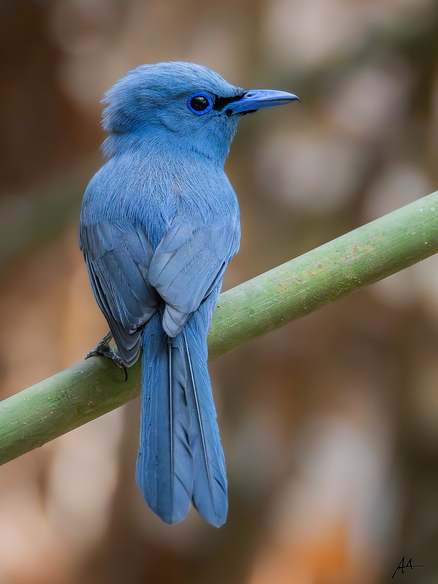 Blue Paradise Flycatcher | May 2024 | Coron, Palawan