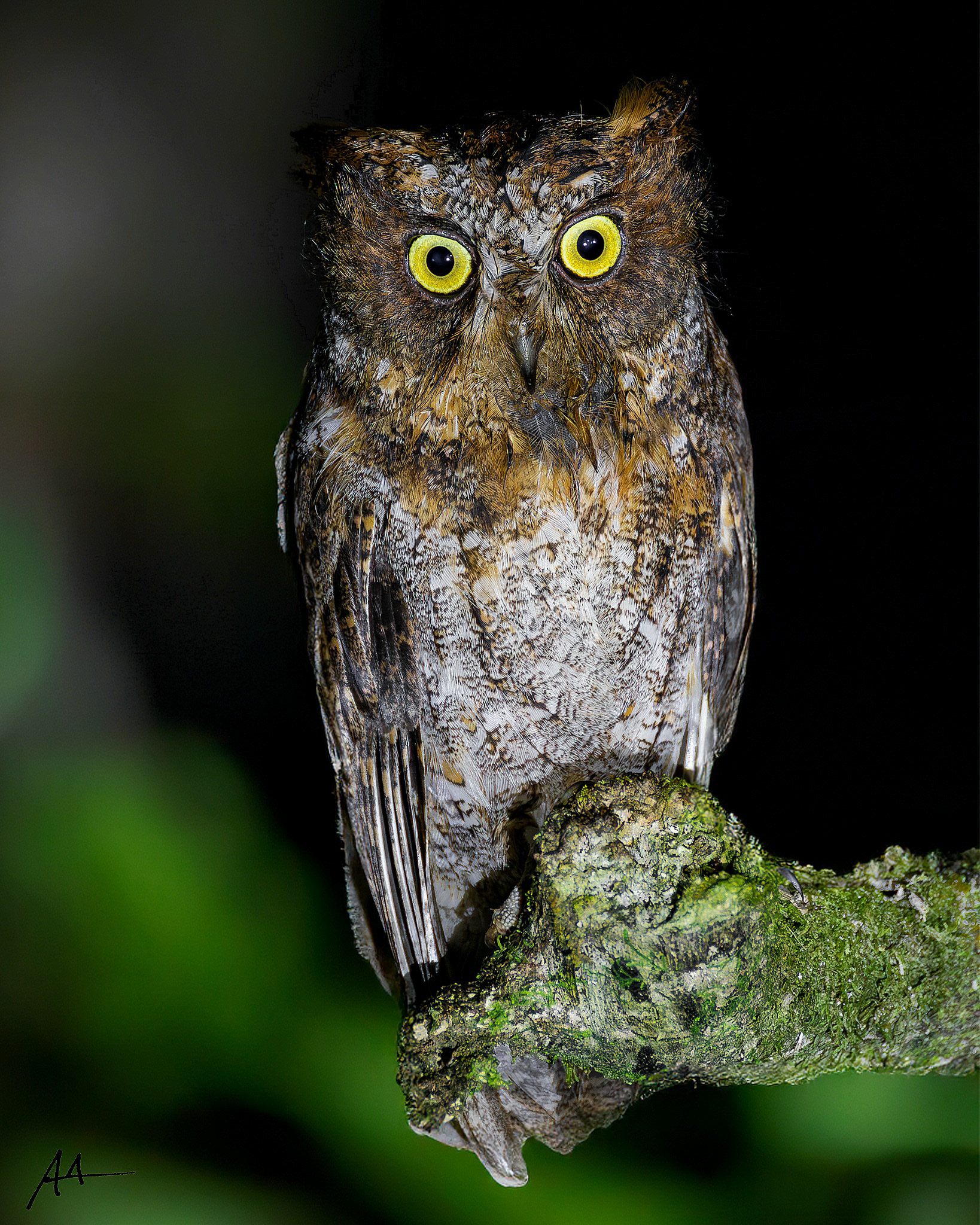 Luzon Scops Owl