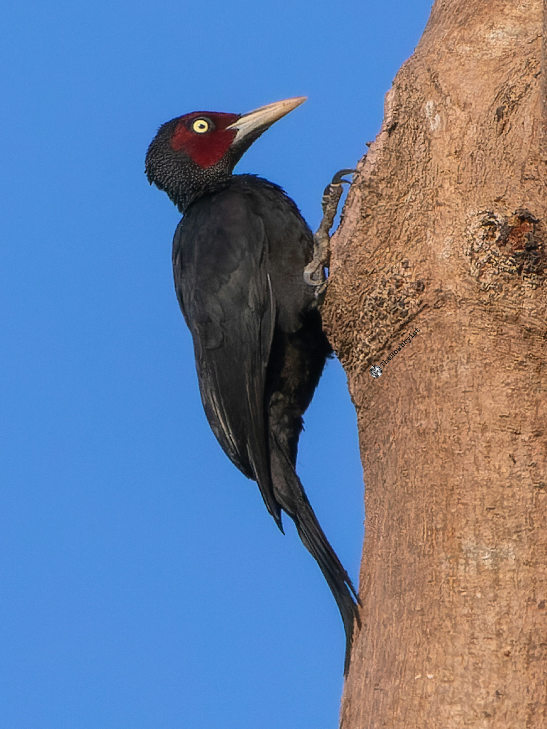Northern Sooty Woodpecker (Male)