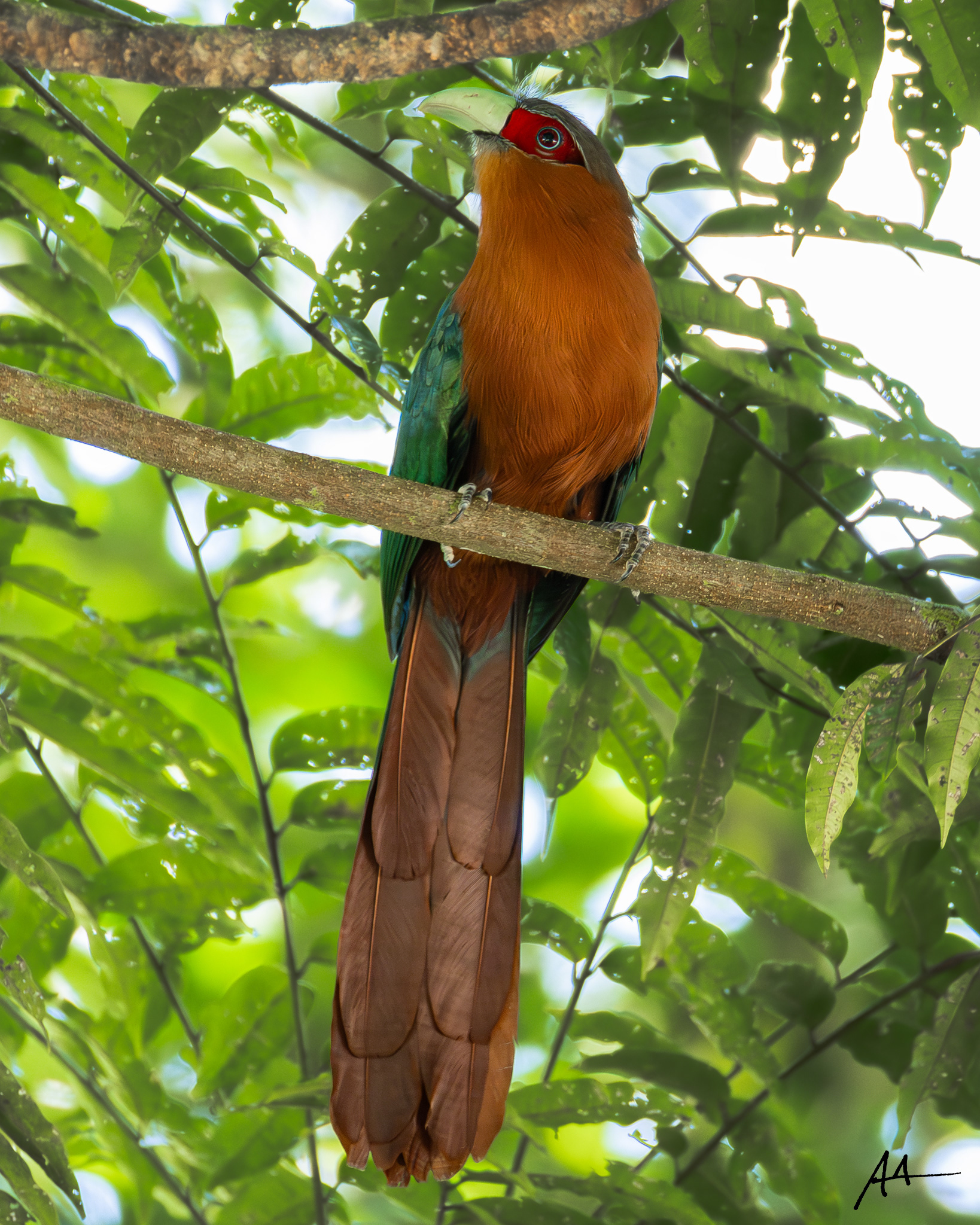 Chestnut-breasted Malkoha