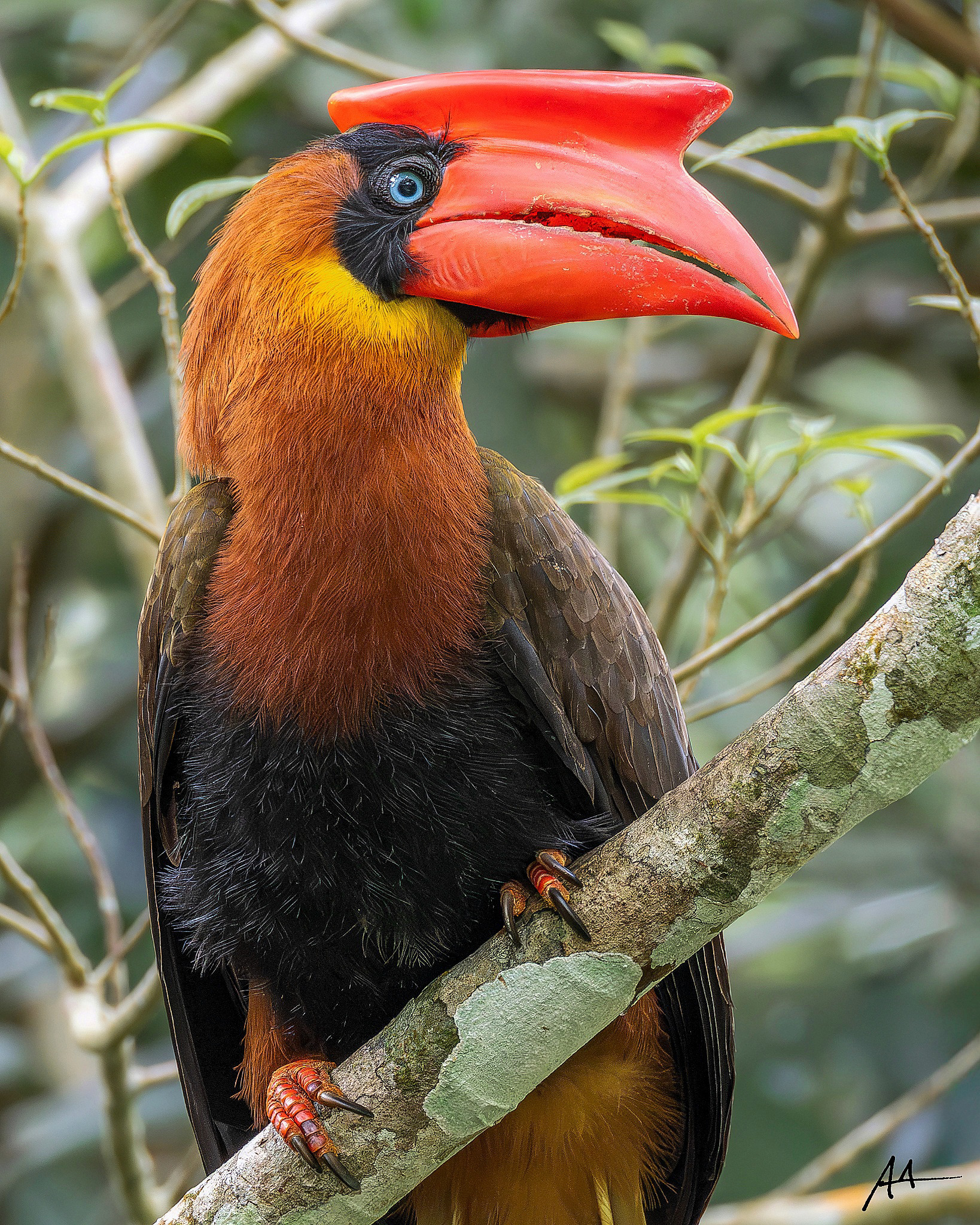 Northern Rufous Hornbill
