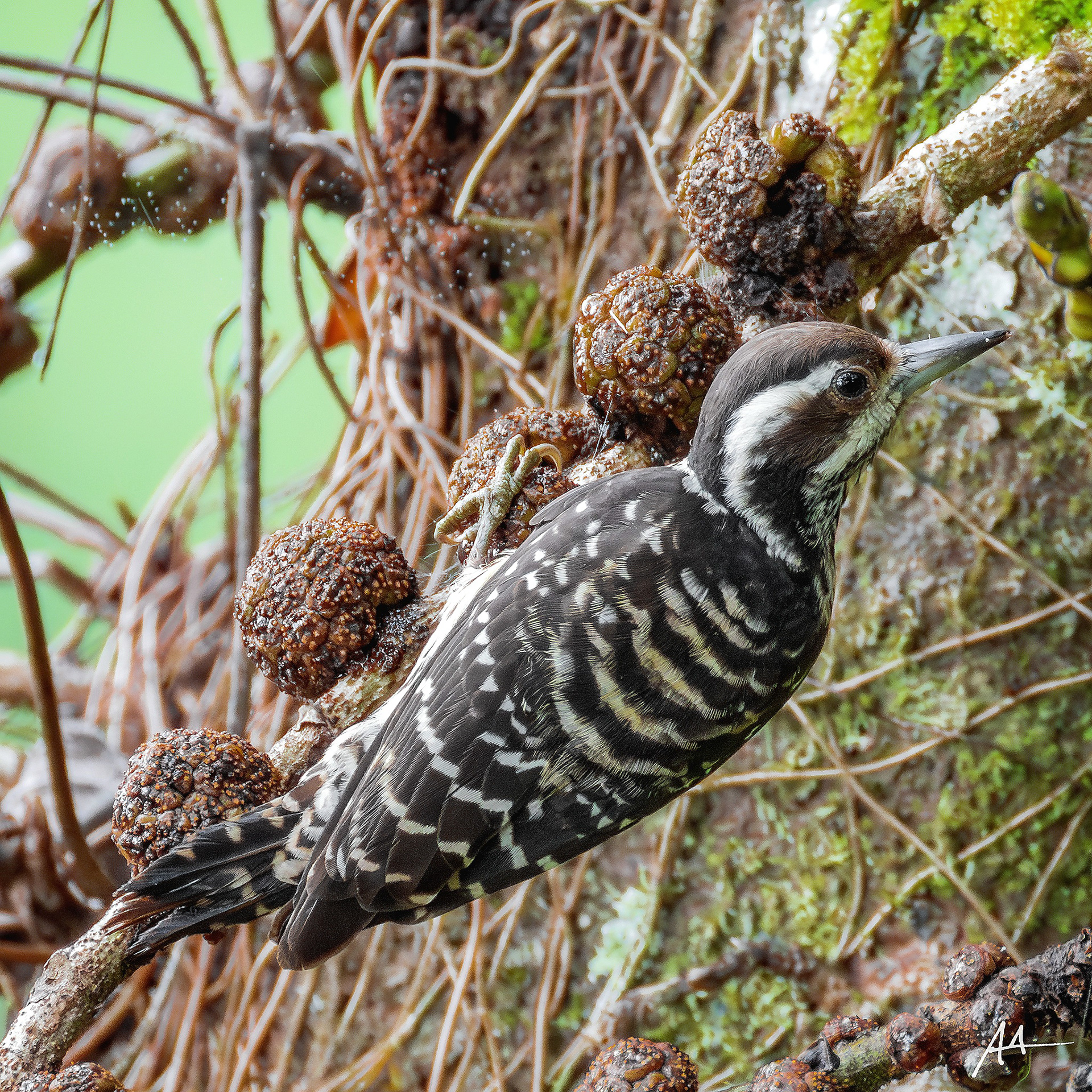 Philippine Pygmy Woodpecker