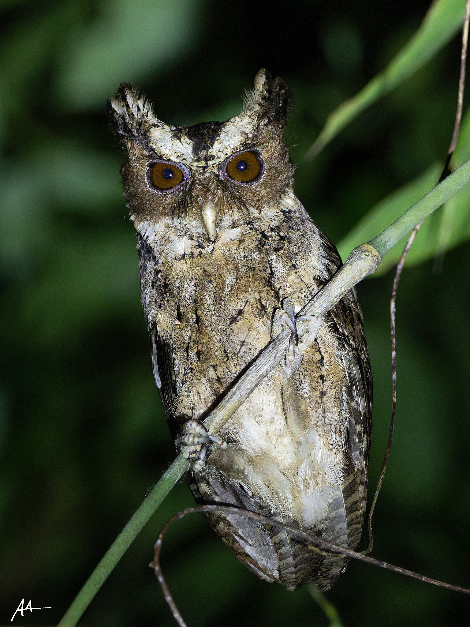 Palawan Scops Owl