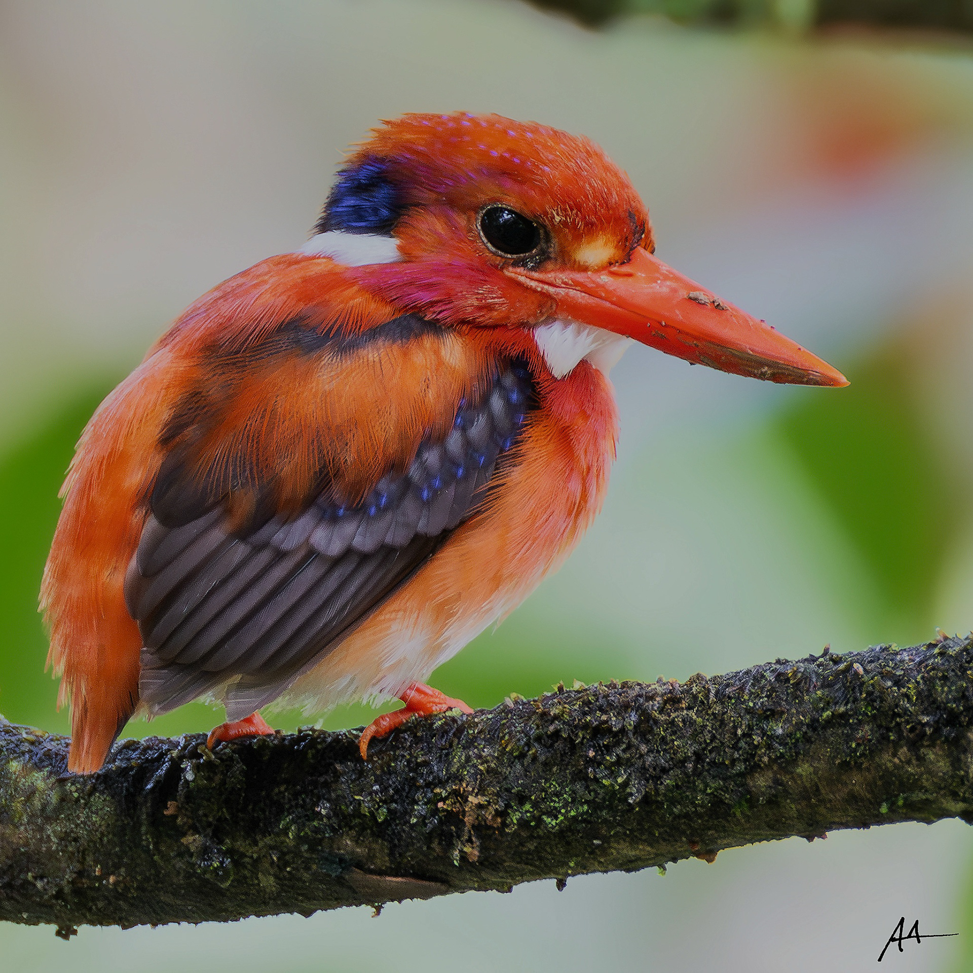 North Philippine Dwarf Kingfisher
