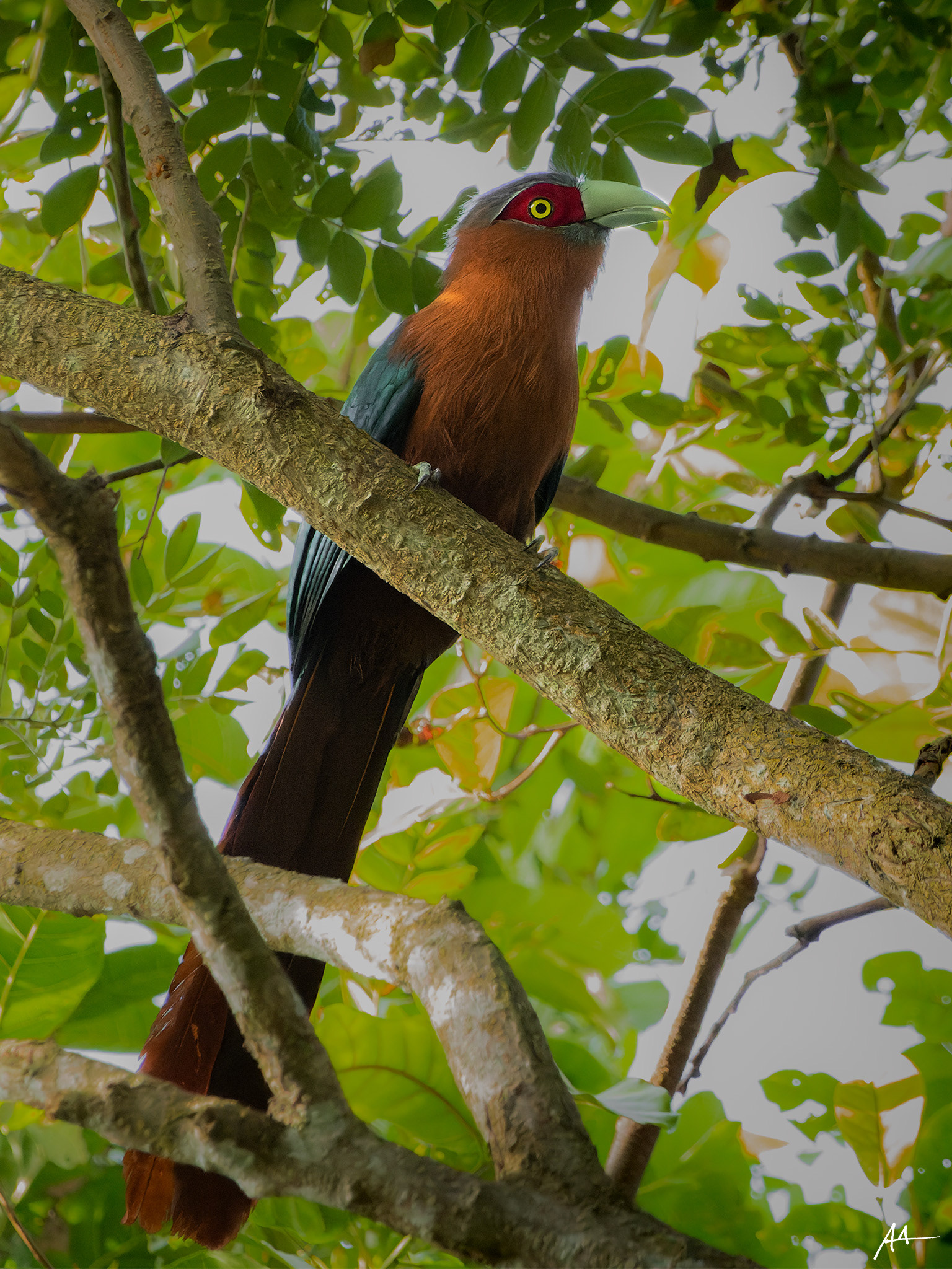Chestnut-breasted Malkoha | January 2024 | Puerto Princesa, Palawan