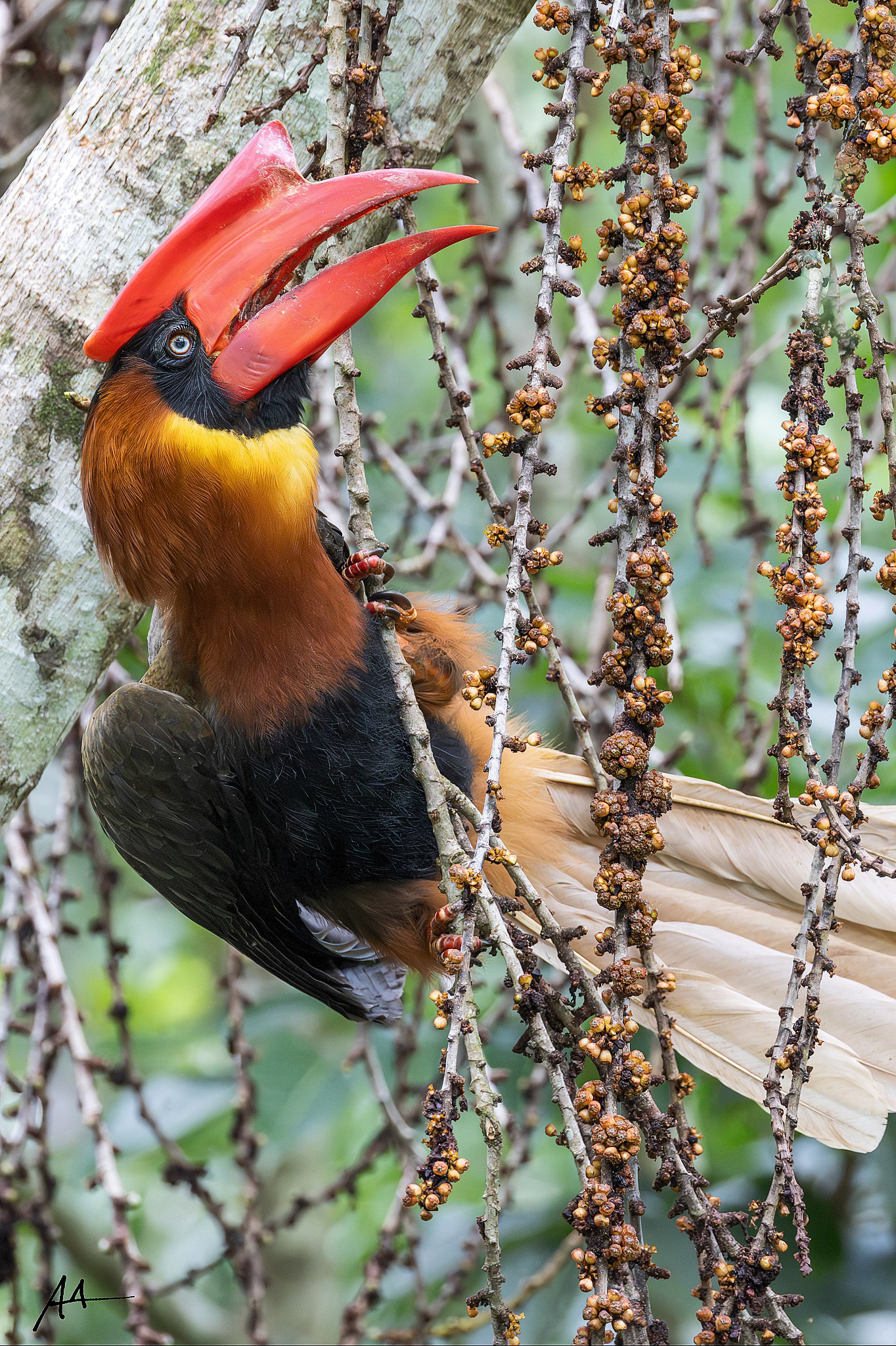 Northern Rufous Hornbill