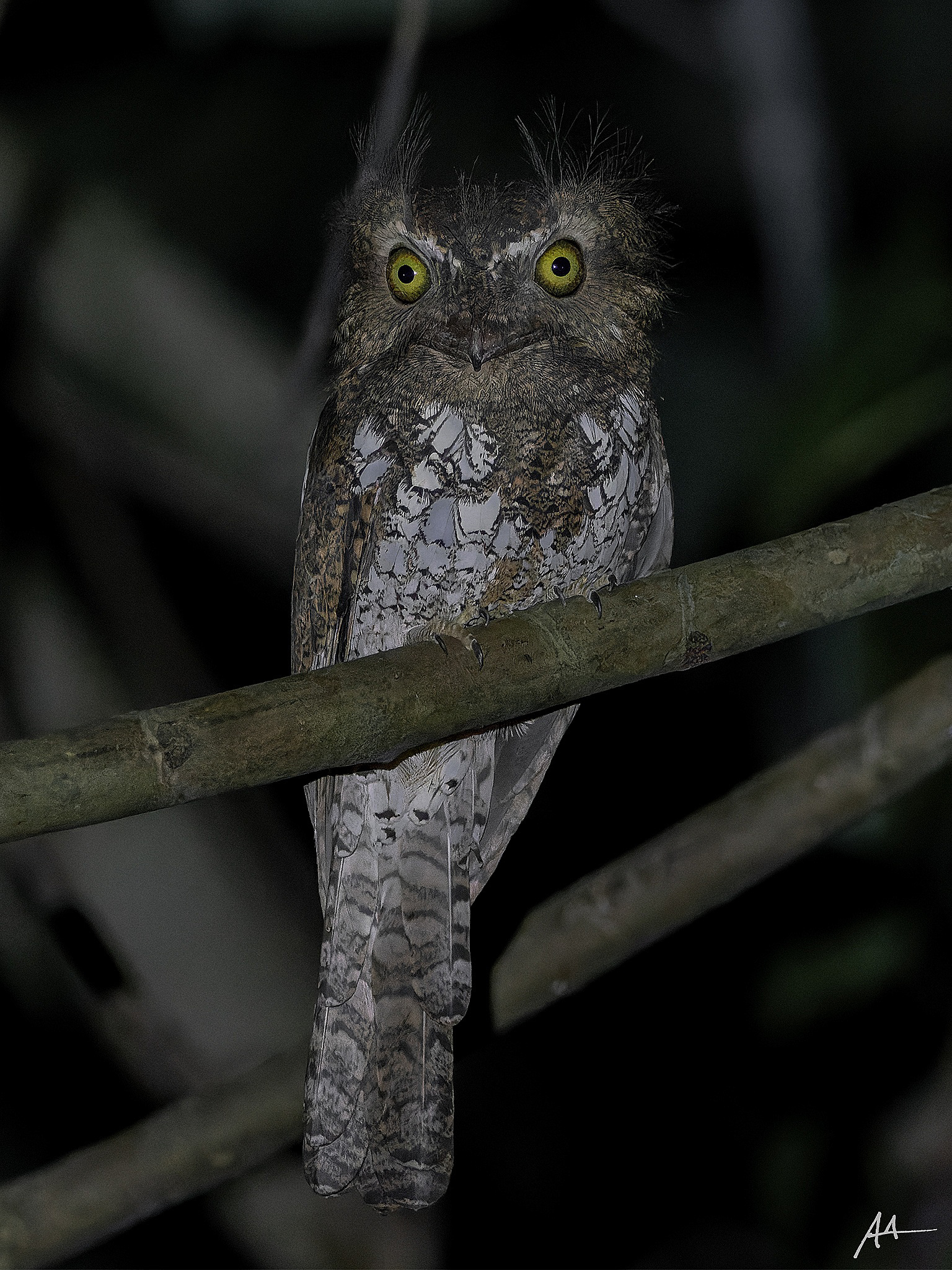 Palawan Frogmouth | January 2024 | Puerto Princesa, Palawan