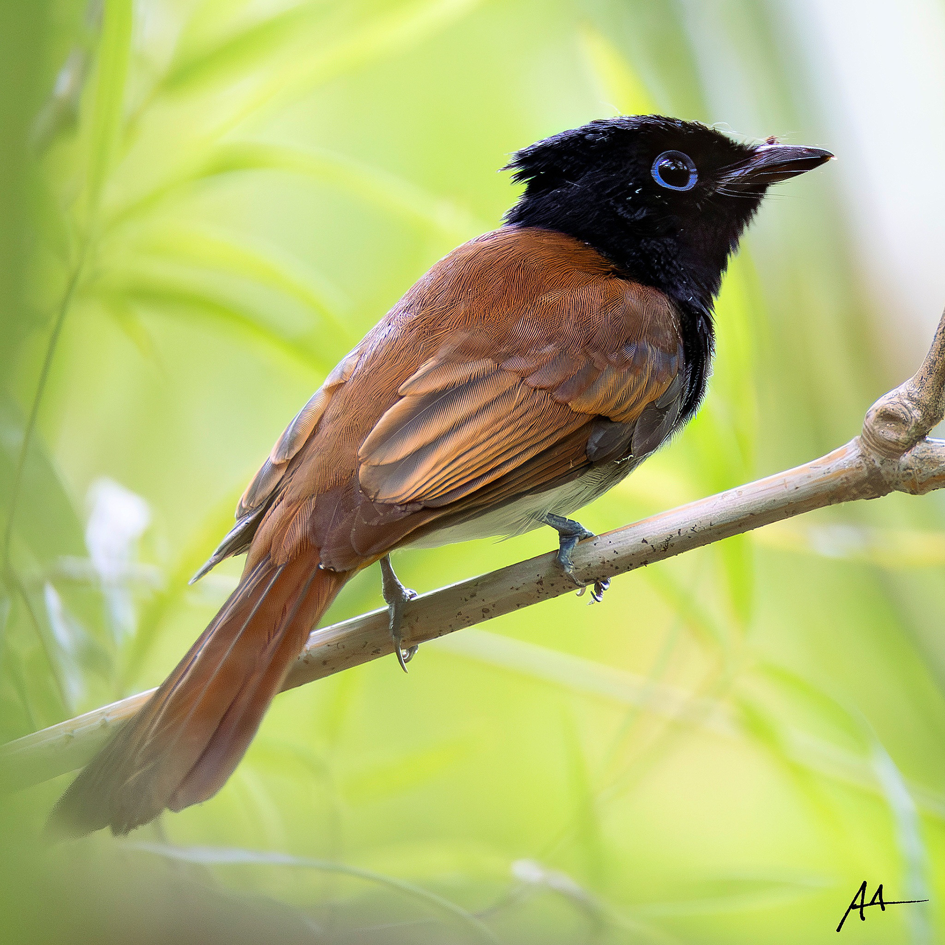 Japanese Paradise Flycatcher