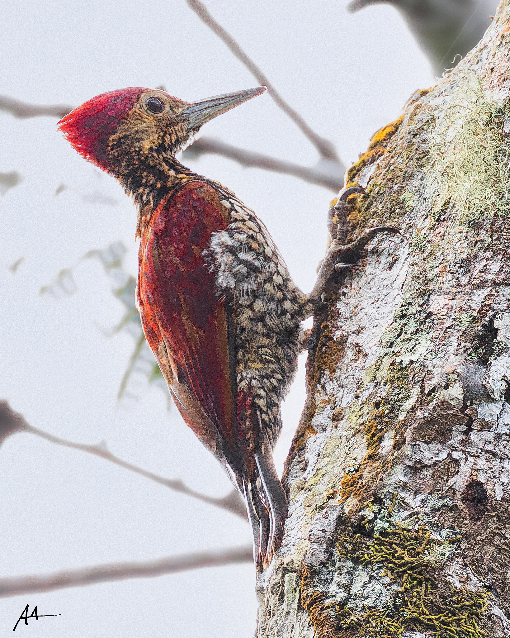 Buff-spotted Flameback
