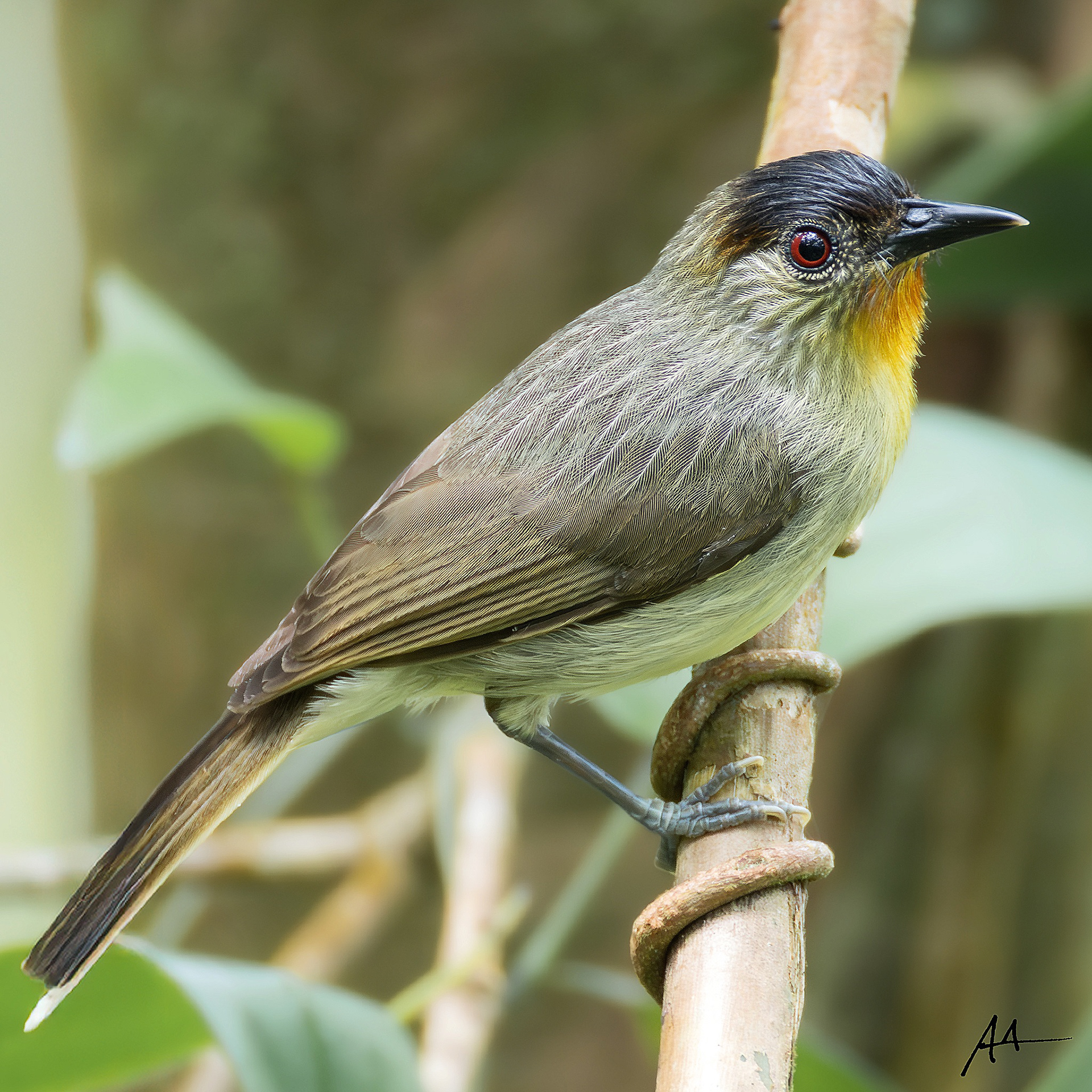 Calabarzon Babbler
