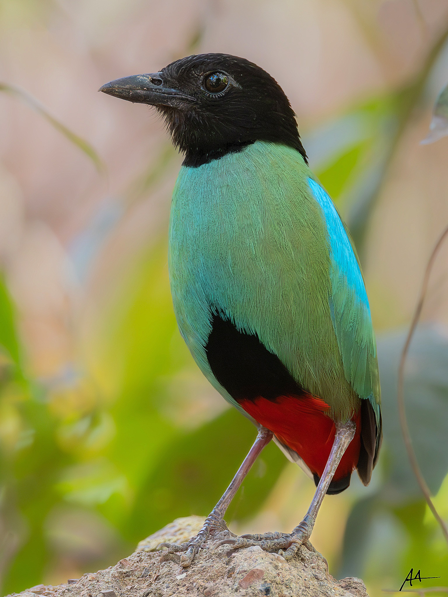 Hooded Pitta