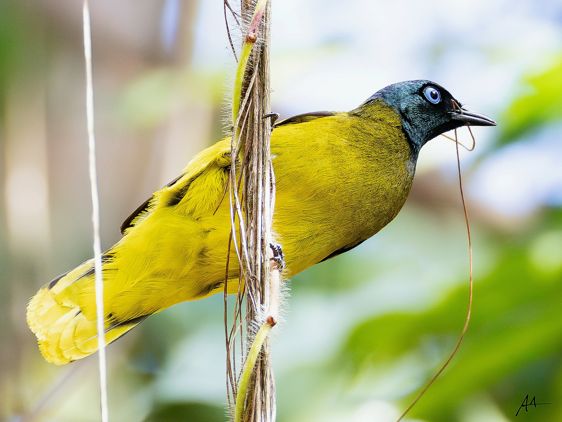 Black-headed Bulbul | May 2024 | Coron, Palawan