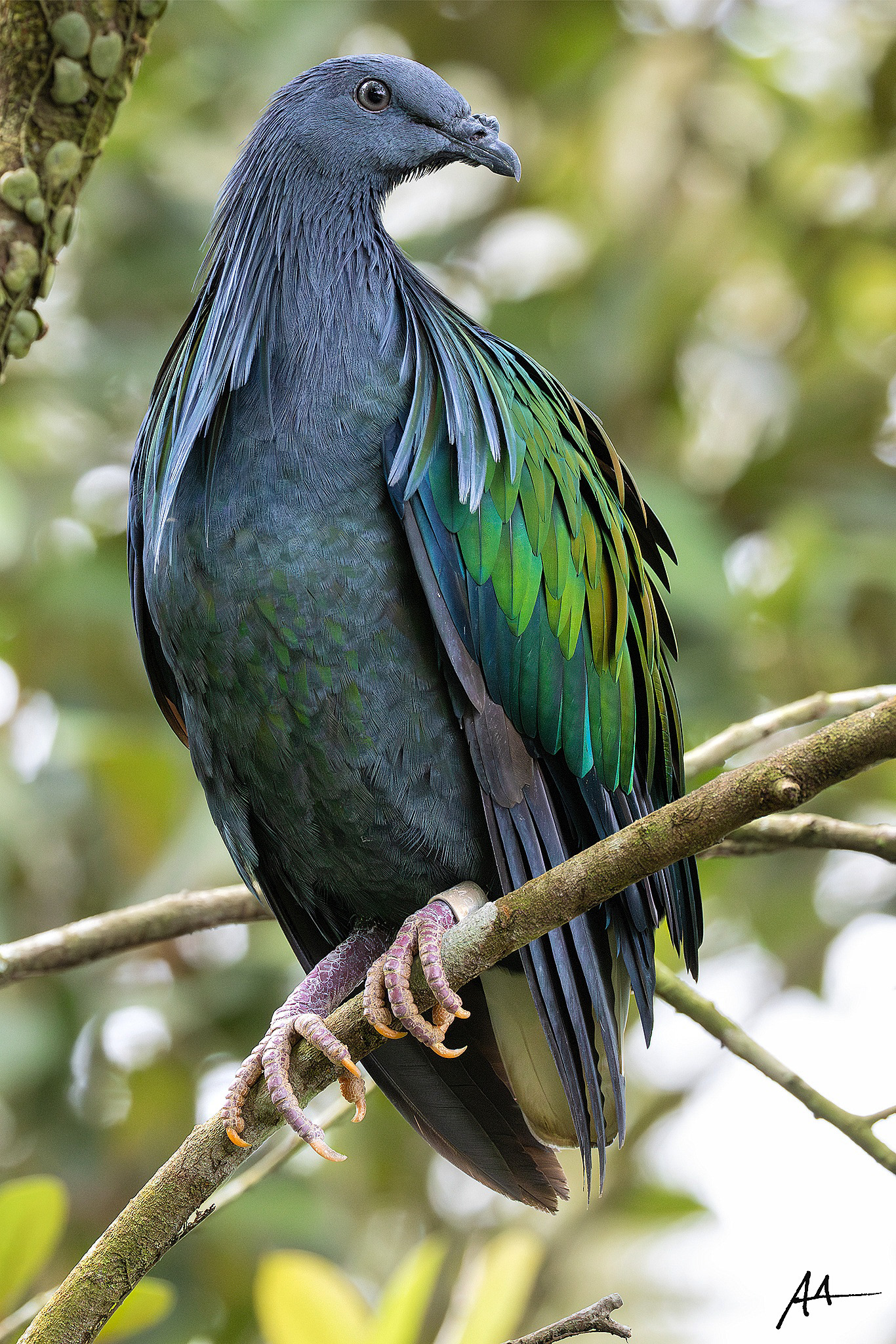 Nicobar Pigeon