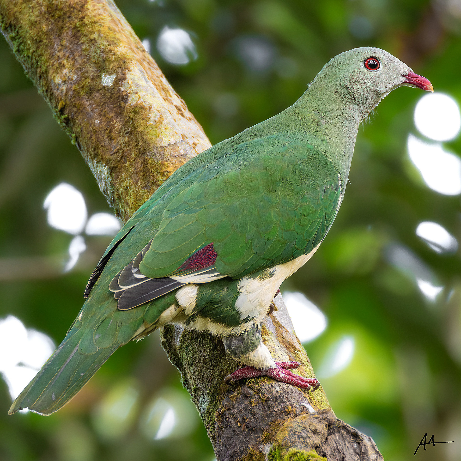 Cream-breasted Fruit Dove