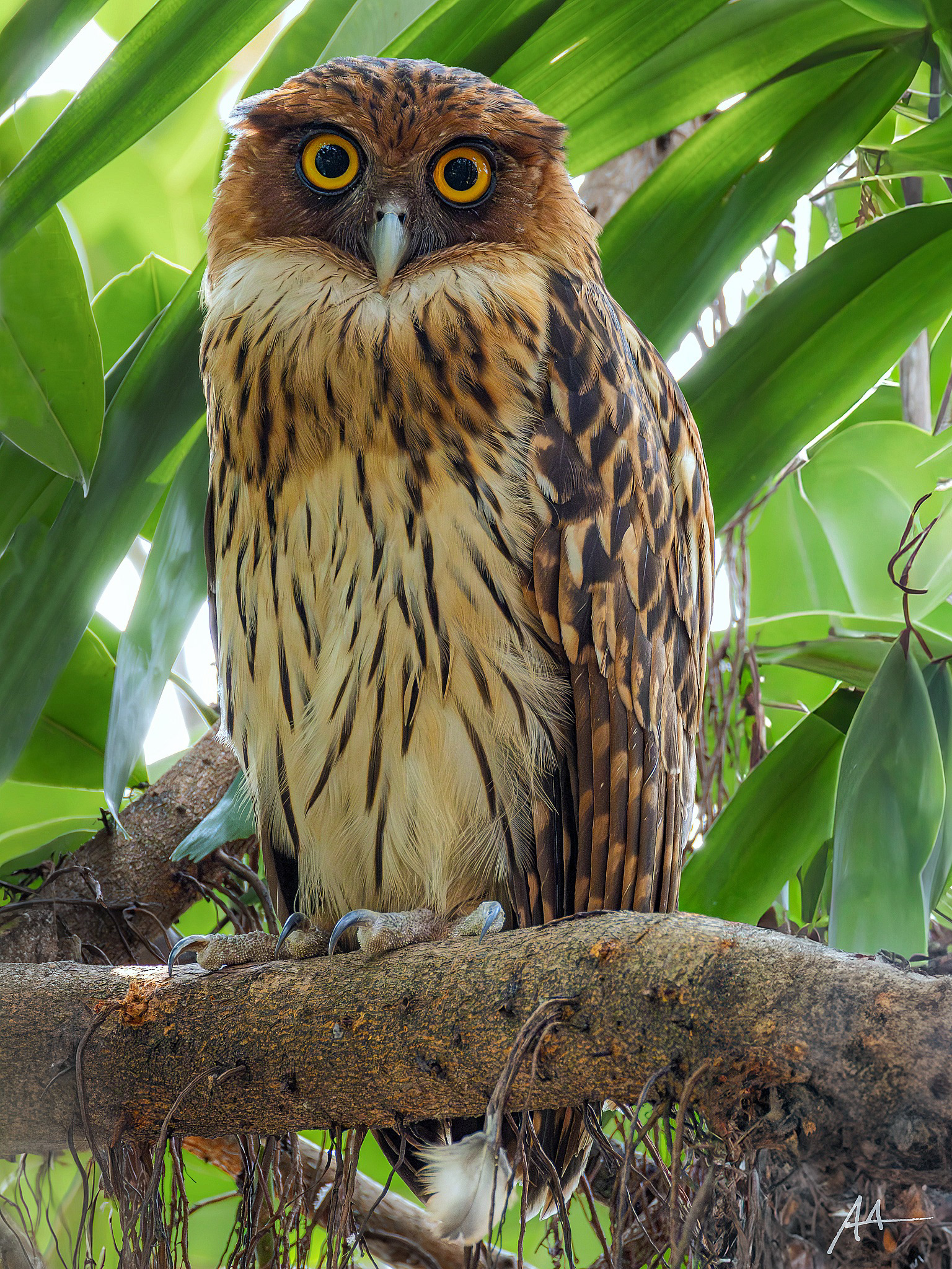 Philippine Eagle Owl