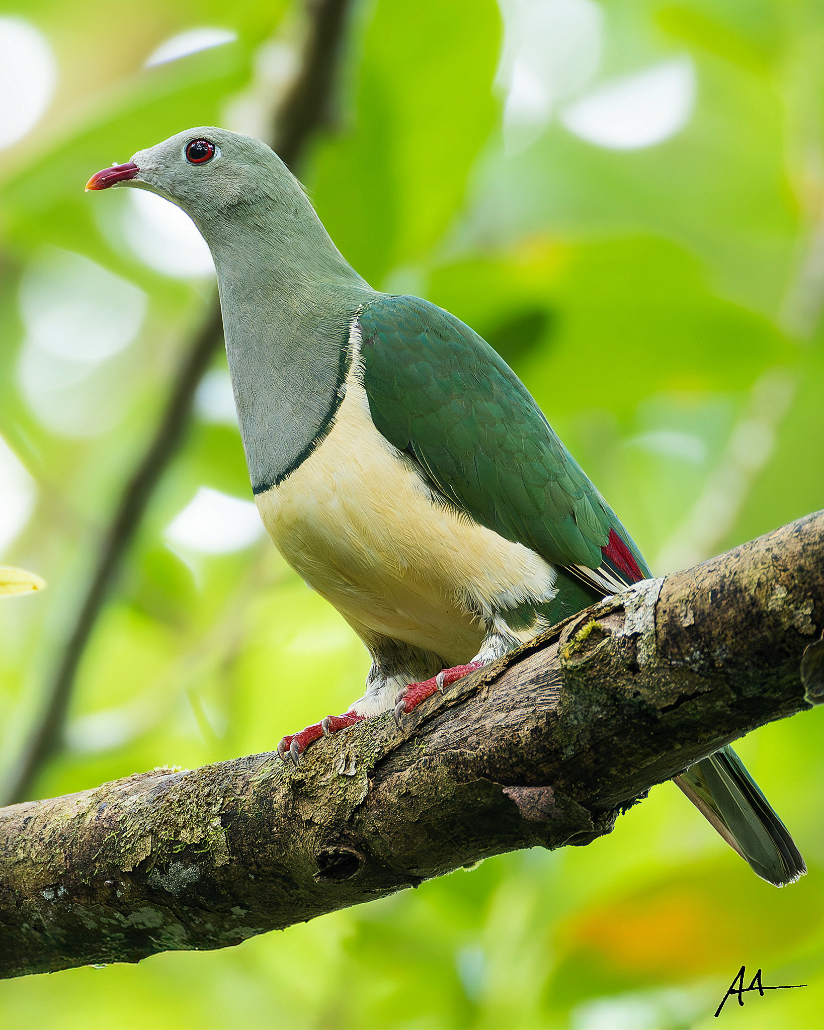 Cream-breasted Fruit Dove