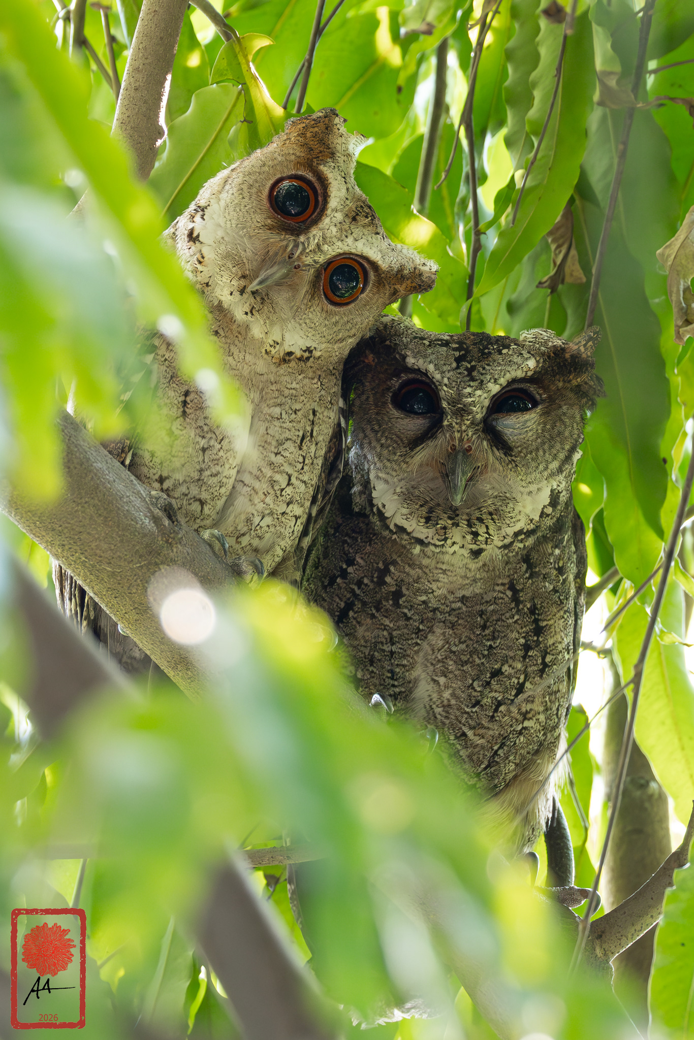 Philippine Scops Owl pair