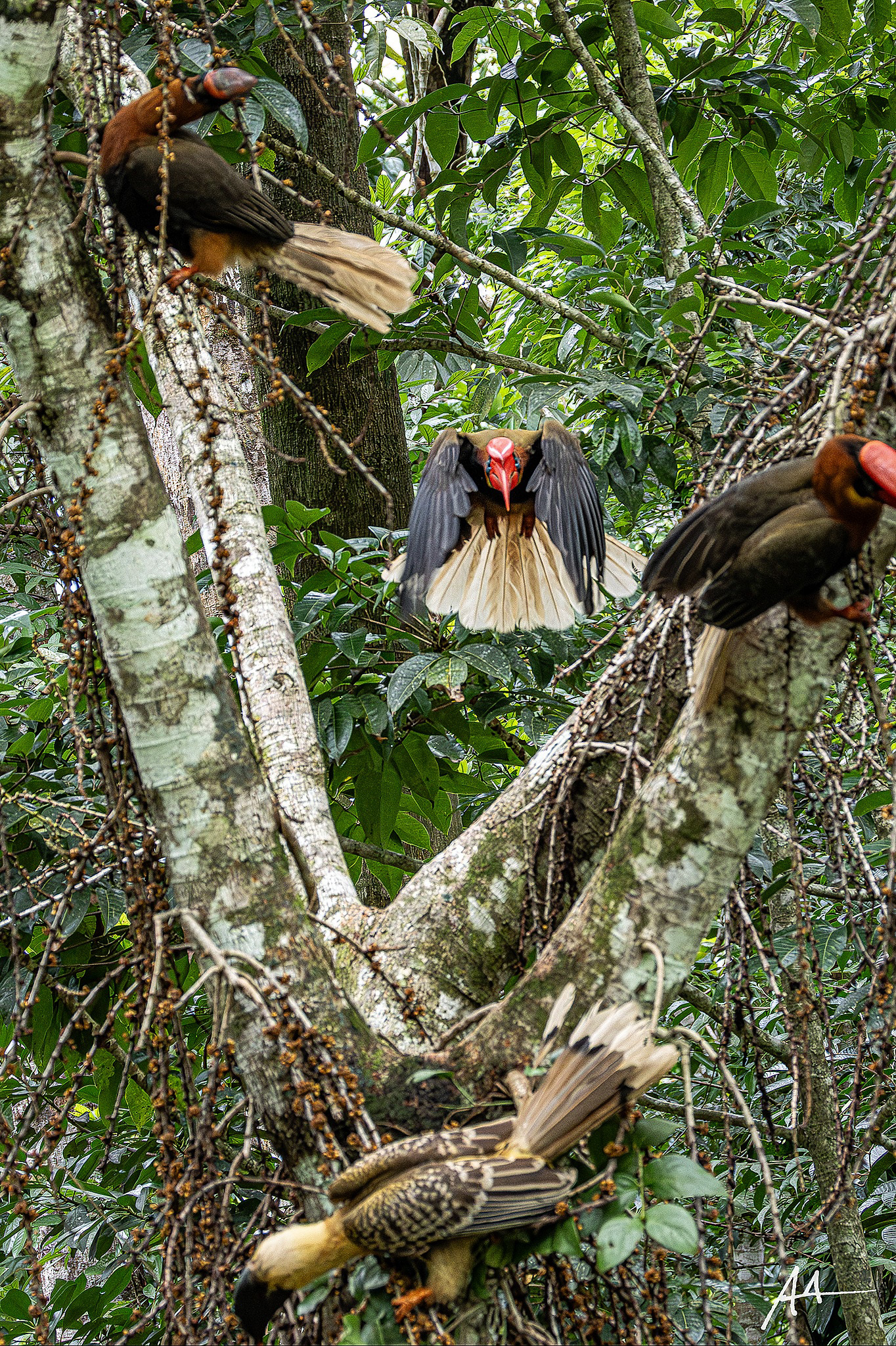 Northern Rufous Hornbill