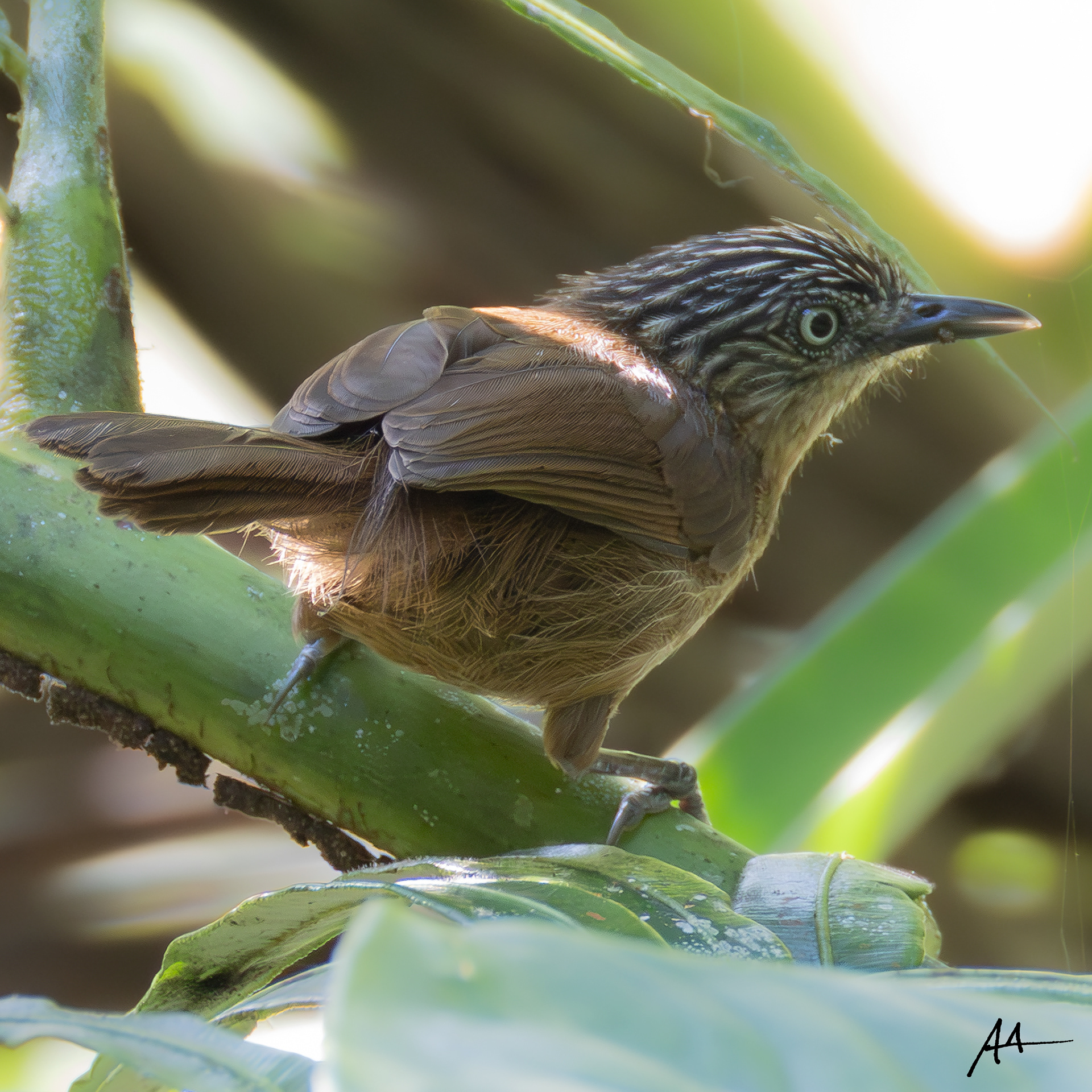 Brown Tit-Babbler