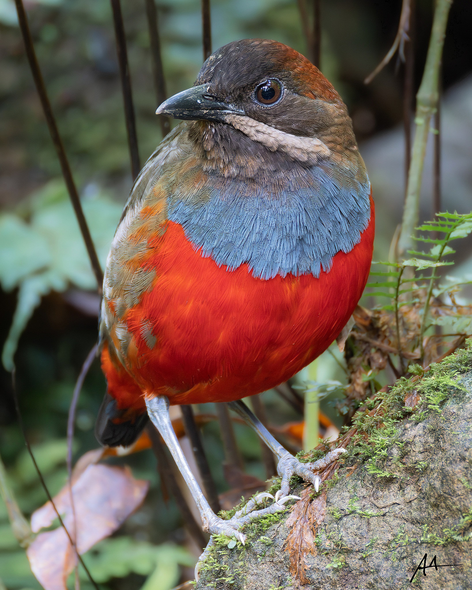 Whiskered Pitta (Male)