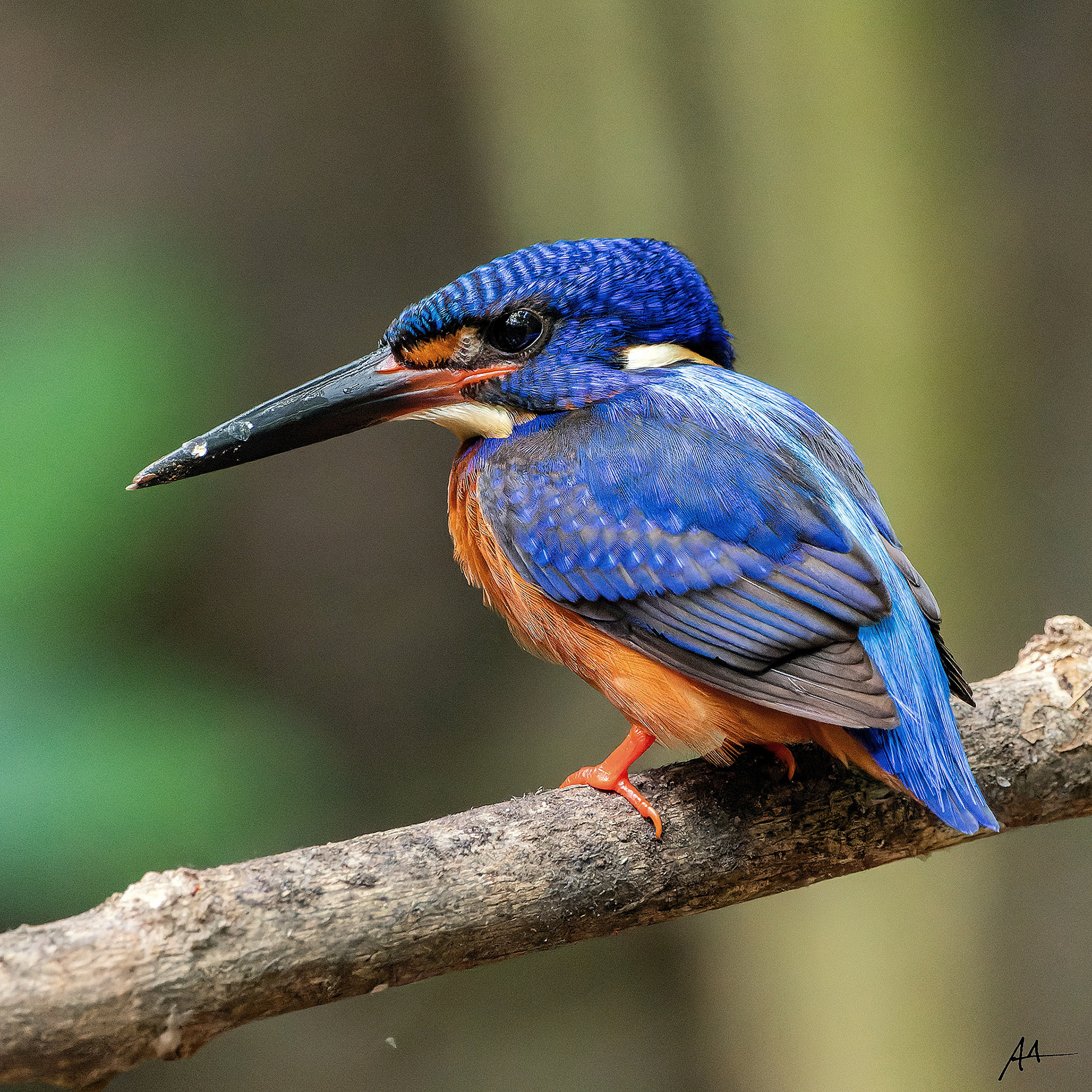 Blue-eared Kingfisher
