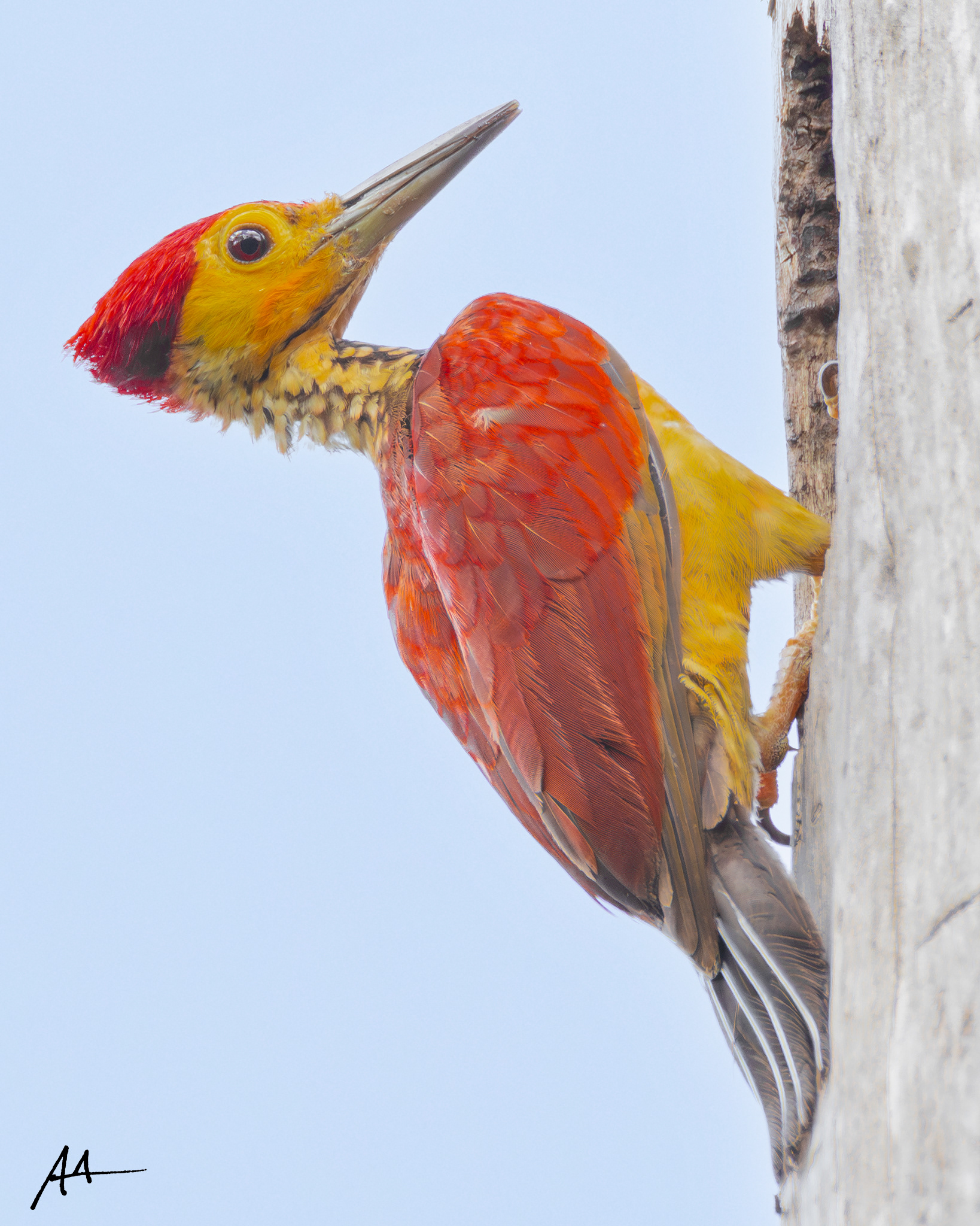 Yellow-faced Flameback (Male)