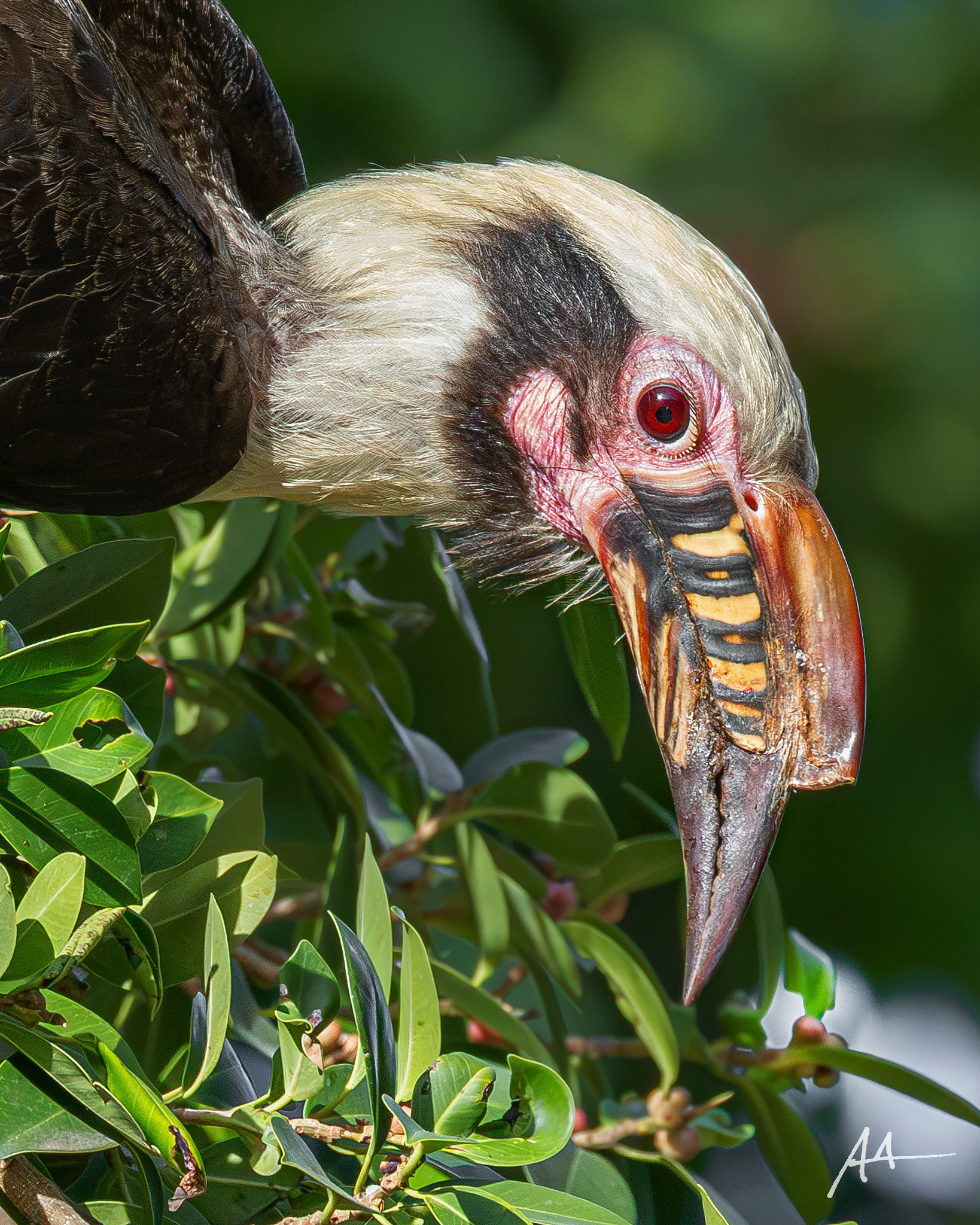 Luzon Hornbill (Male)
