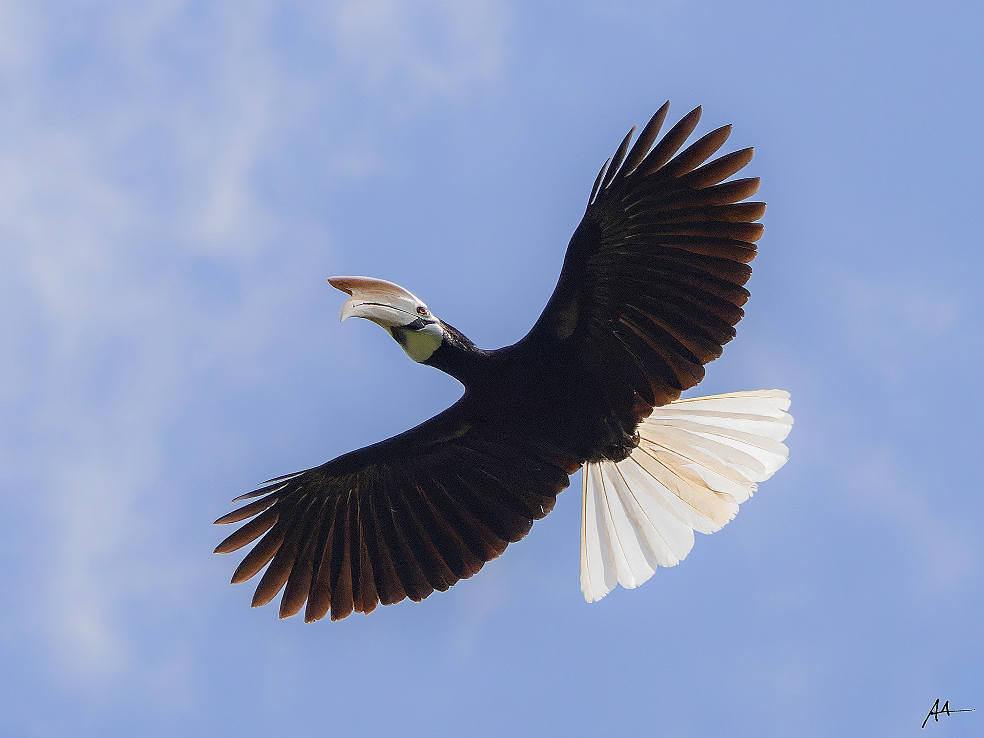 Palawan Hornbill | January 2024 | Puerto Princesa, Palawan