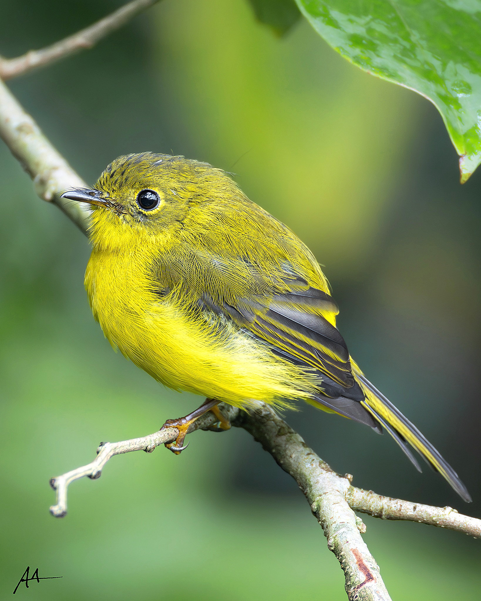 Citrine Canary-Flycatcher