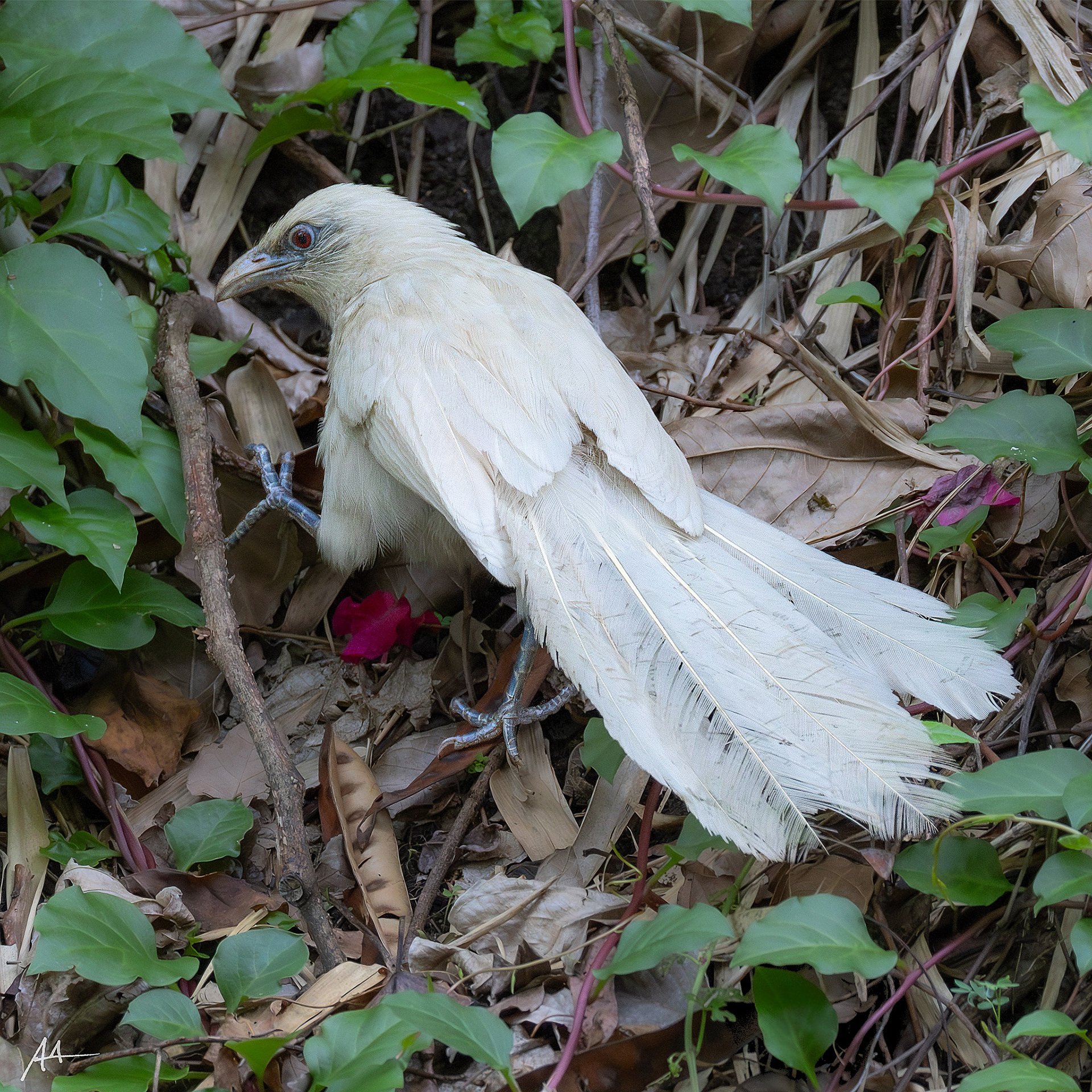 Philippine Coucal (White Morph)